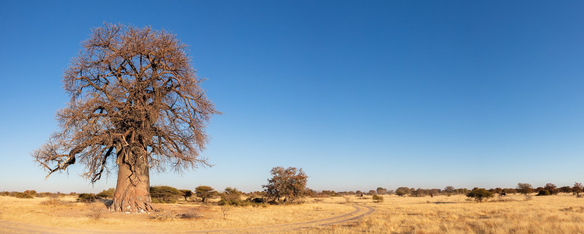 Makgadikgadi Pans, Botswana