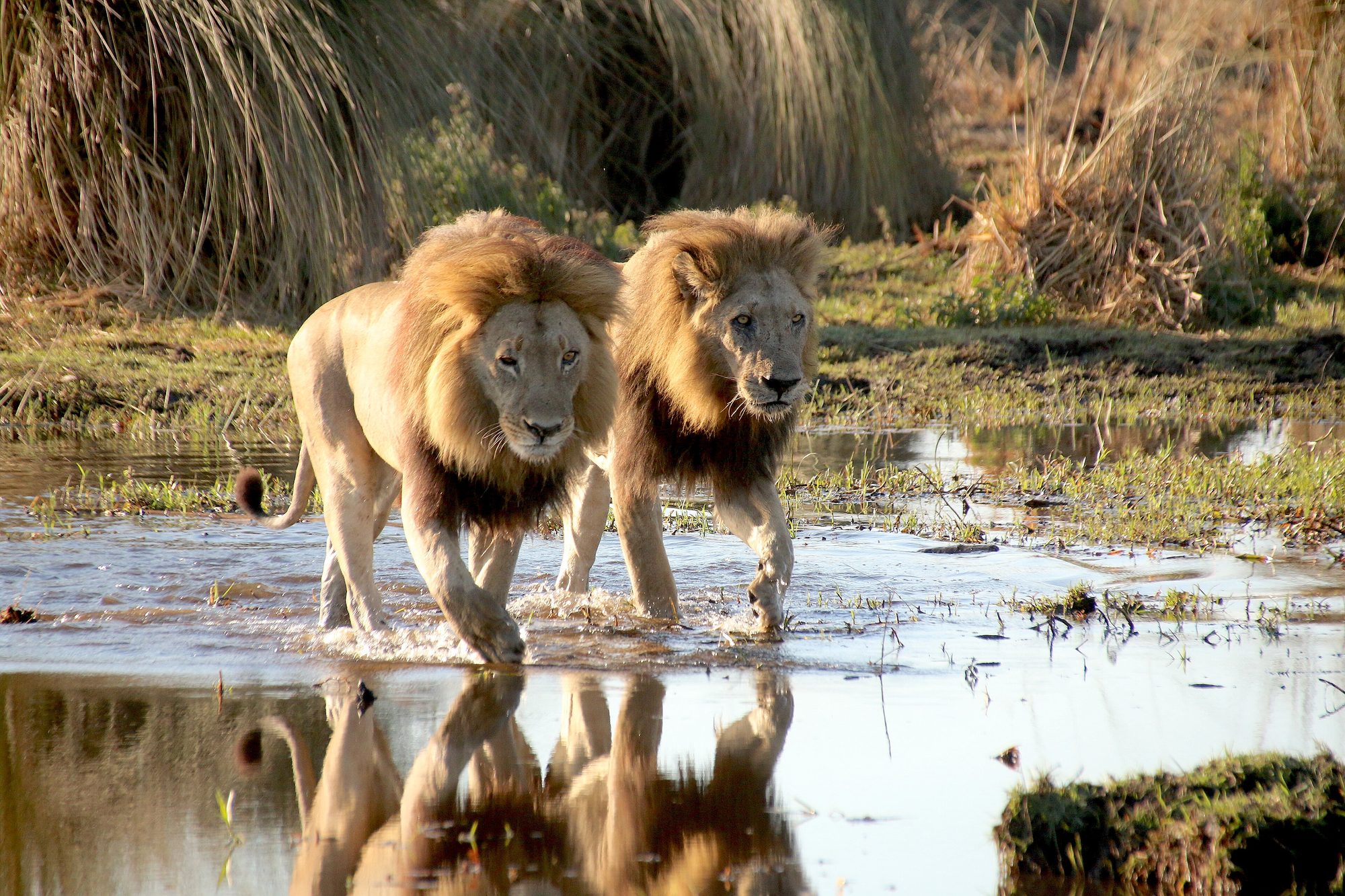 Okavango Delta, Botswana