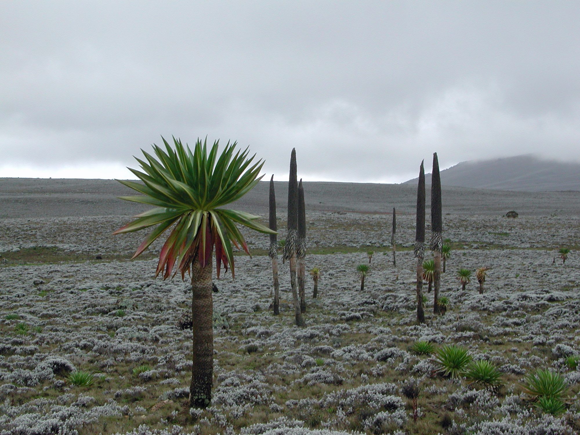 Bale Mountain scenery
