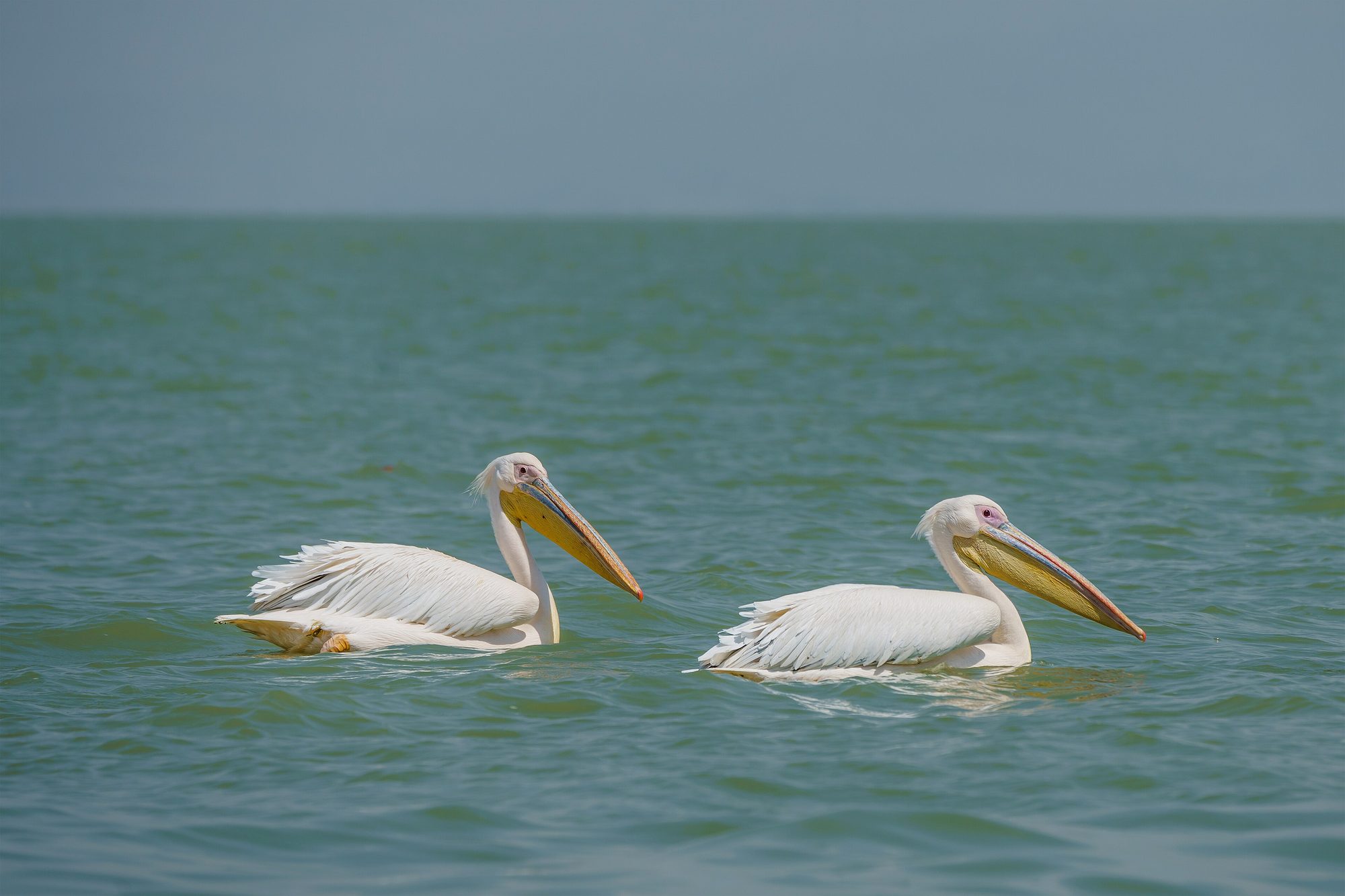 Lake Tana at Gorgora