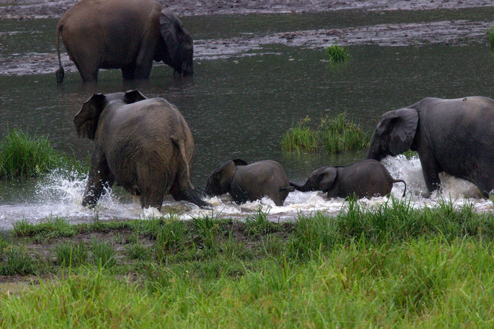 Ivindo National Park, Gabon