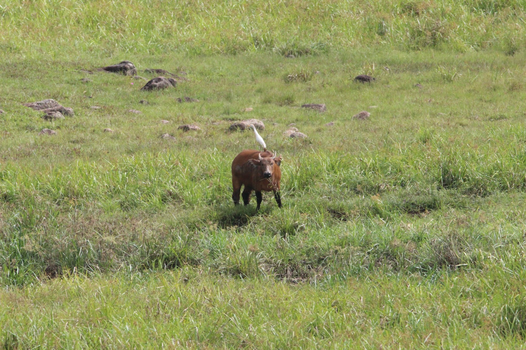 Ivindo National Park, Gabon