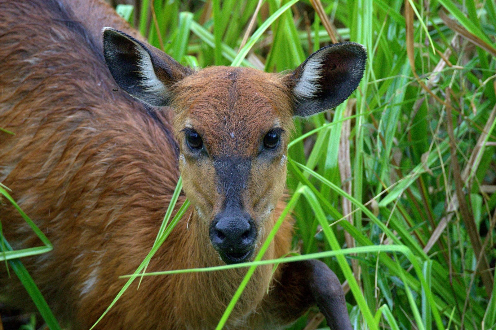 Ivindo National Park, Gabon