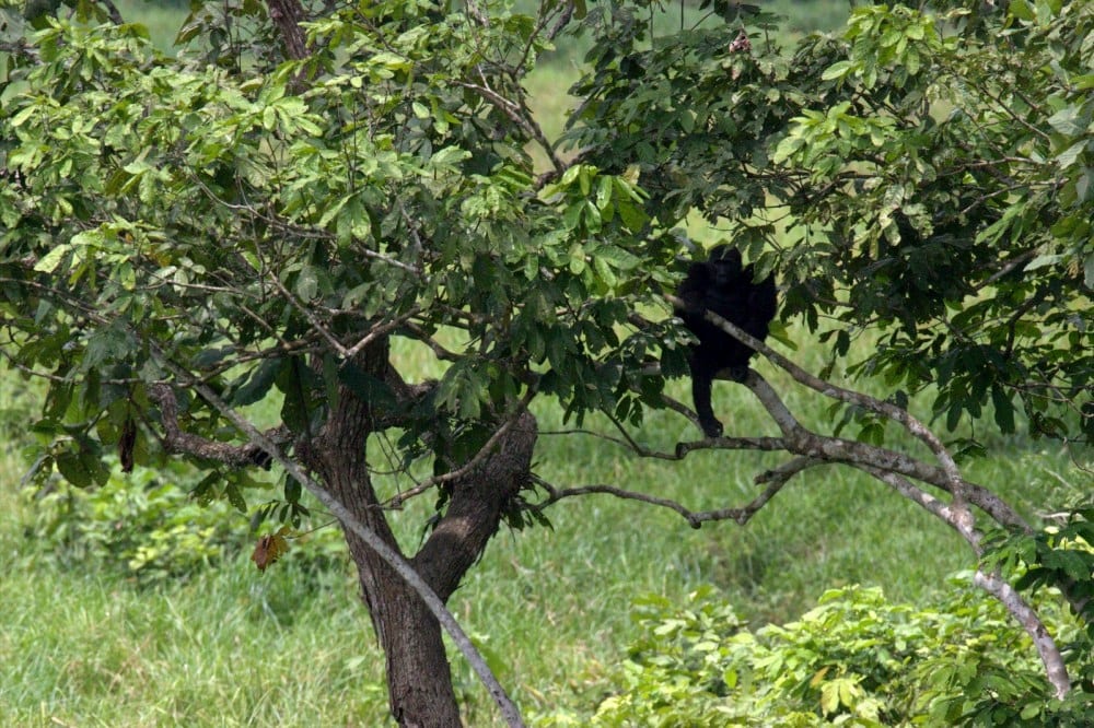 Ivindo National Park, Gabon