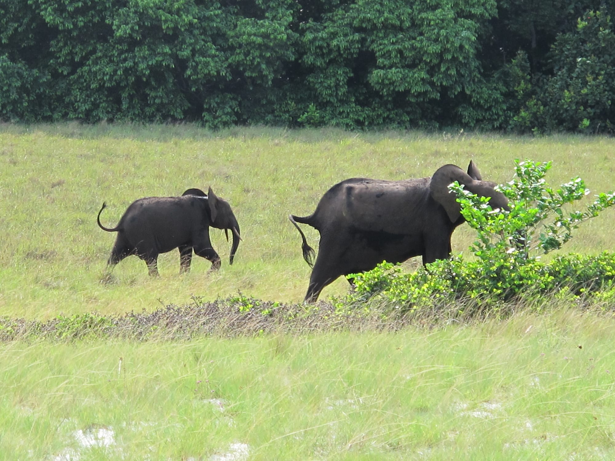 Loango National Park, Gabon