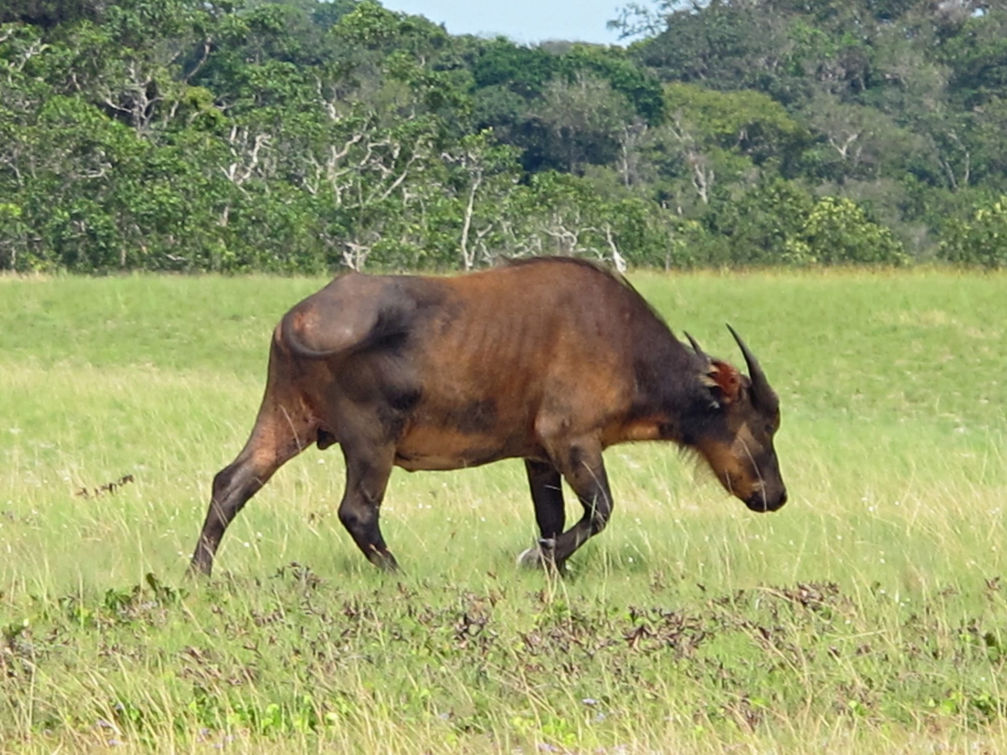 Loango National Park, Gabon