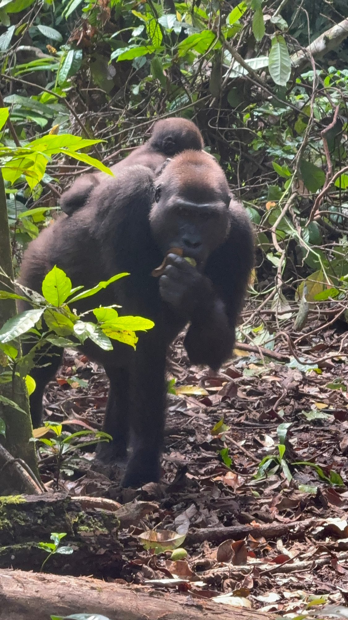 Loango National Park, Gabon