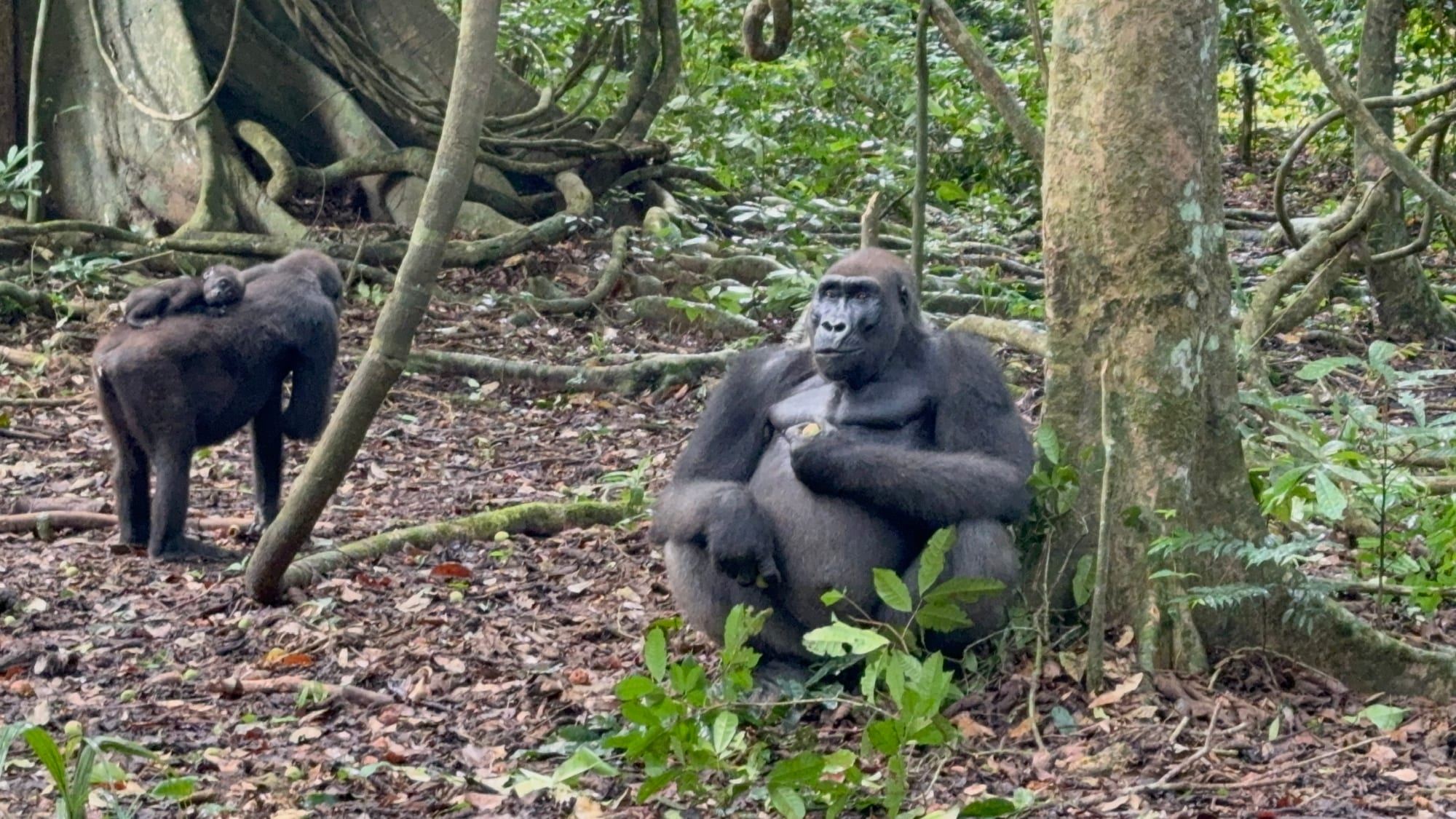 Loango National Park, Gabon