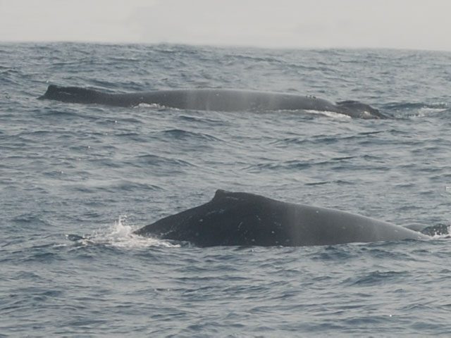 Whales in the sea near Pointe Denis