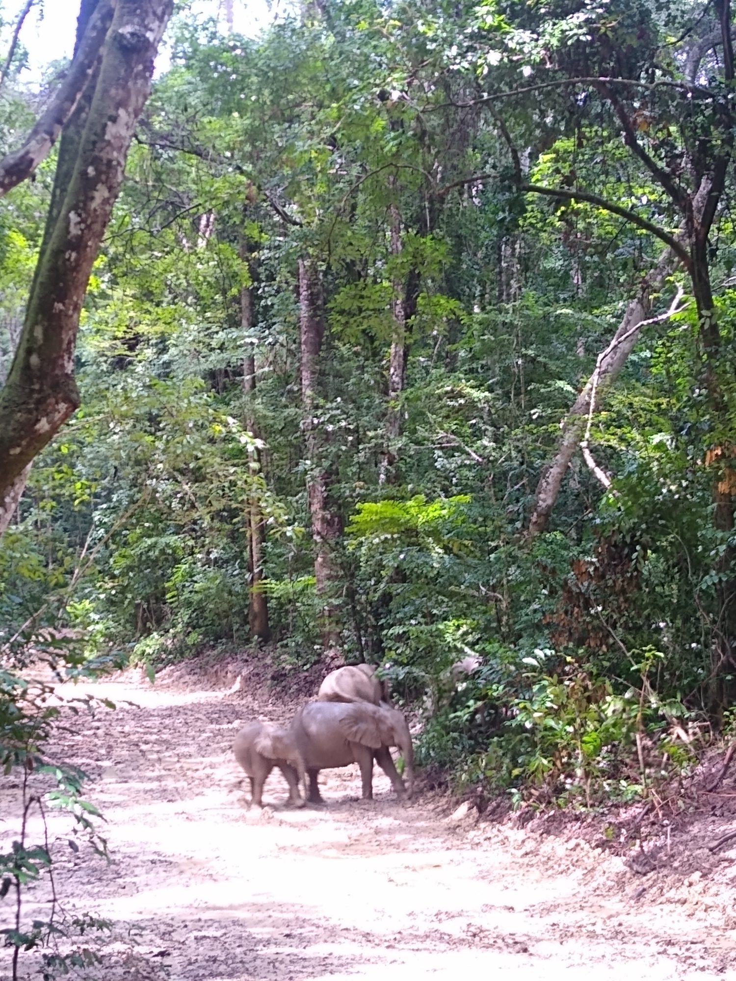 Pongara National Park, Gabon