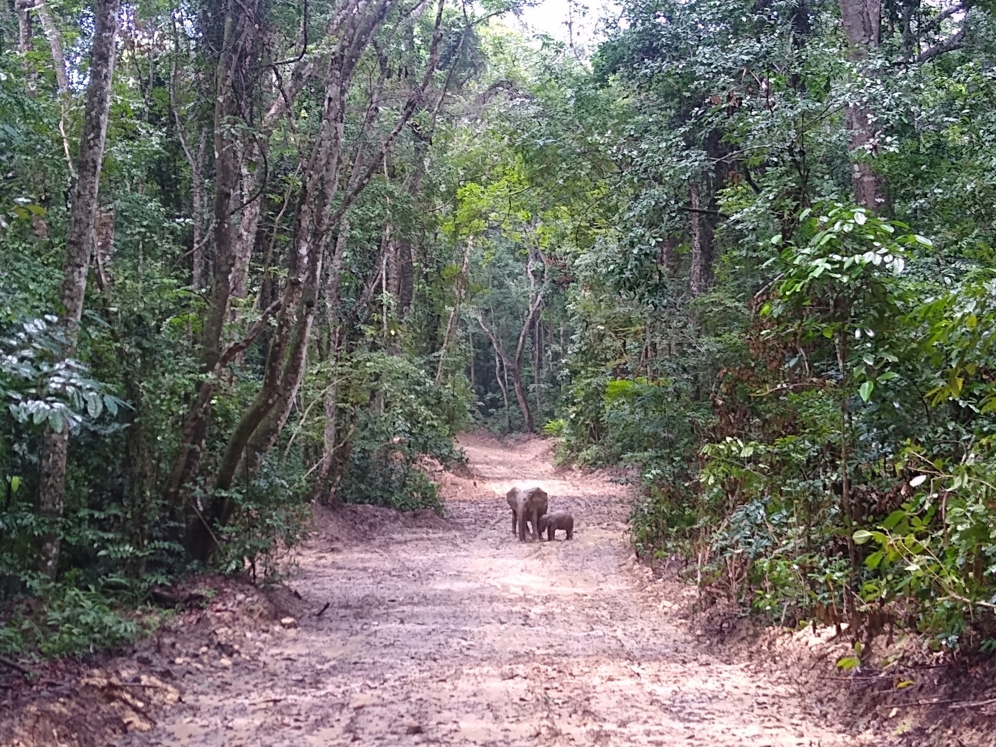 Pongara National Park, Gabon