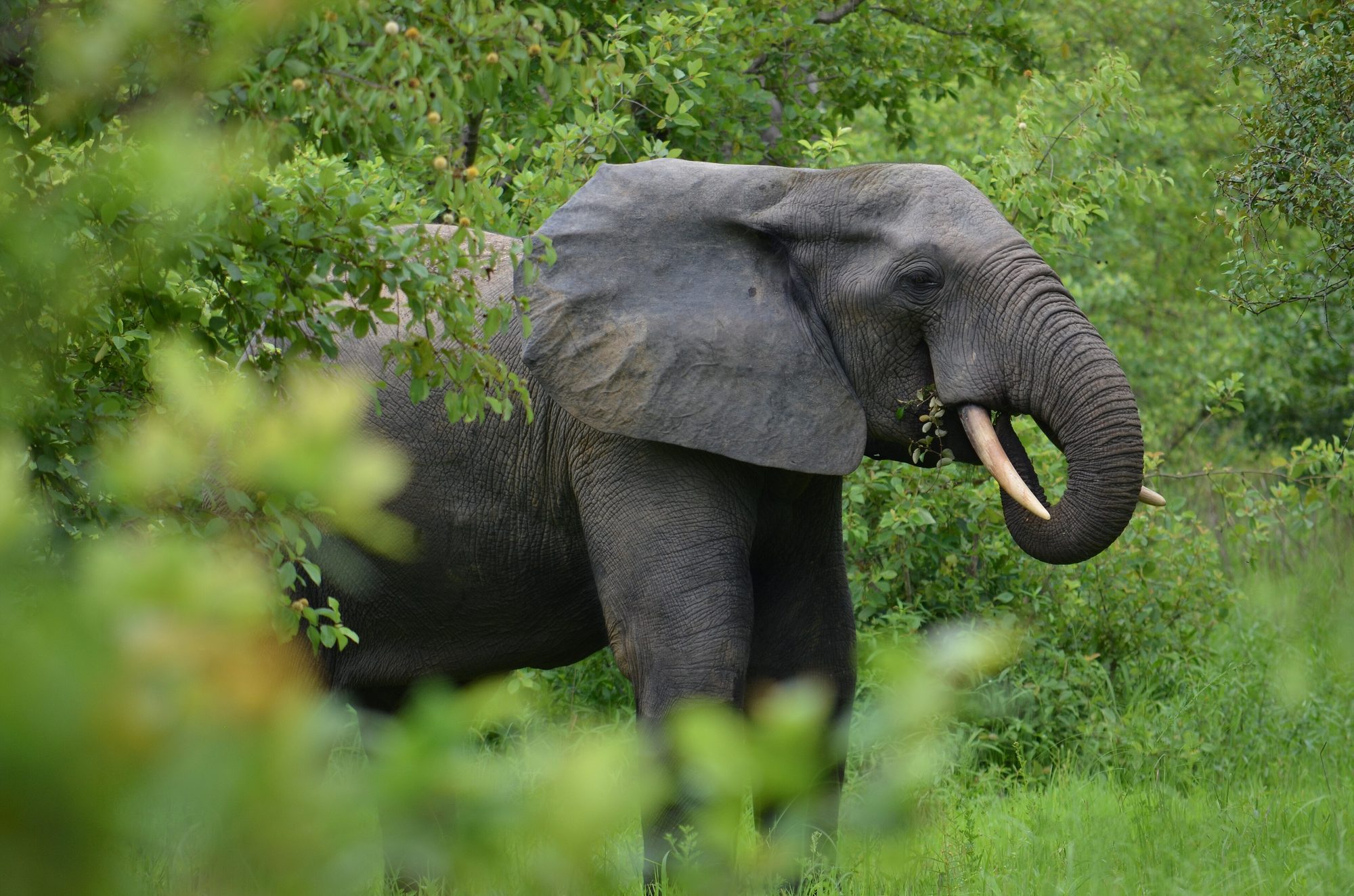 Elephant at Mole National Park