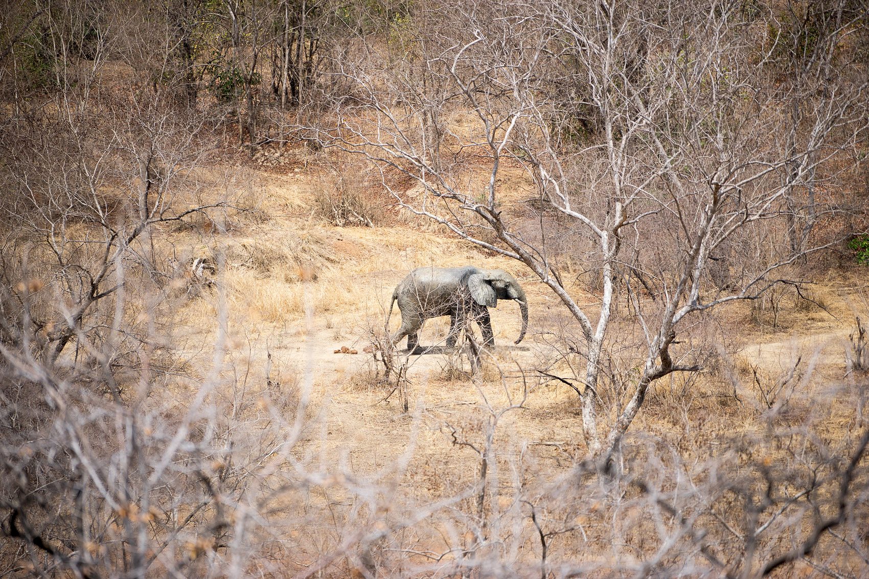 Elephant in Mole National Park