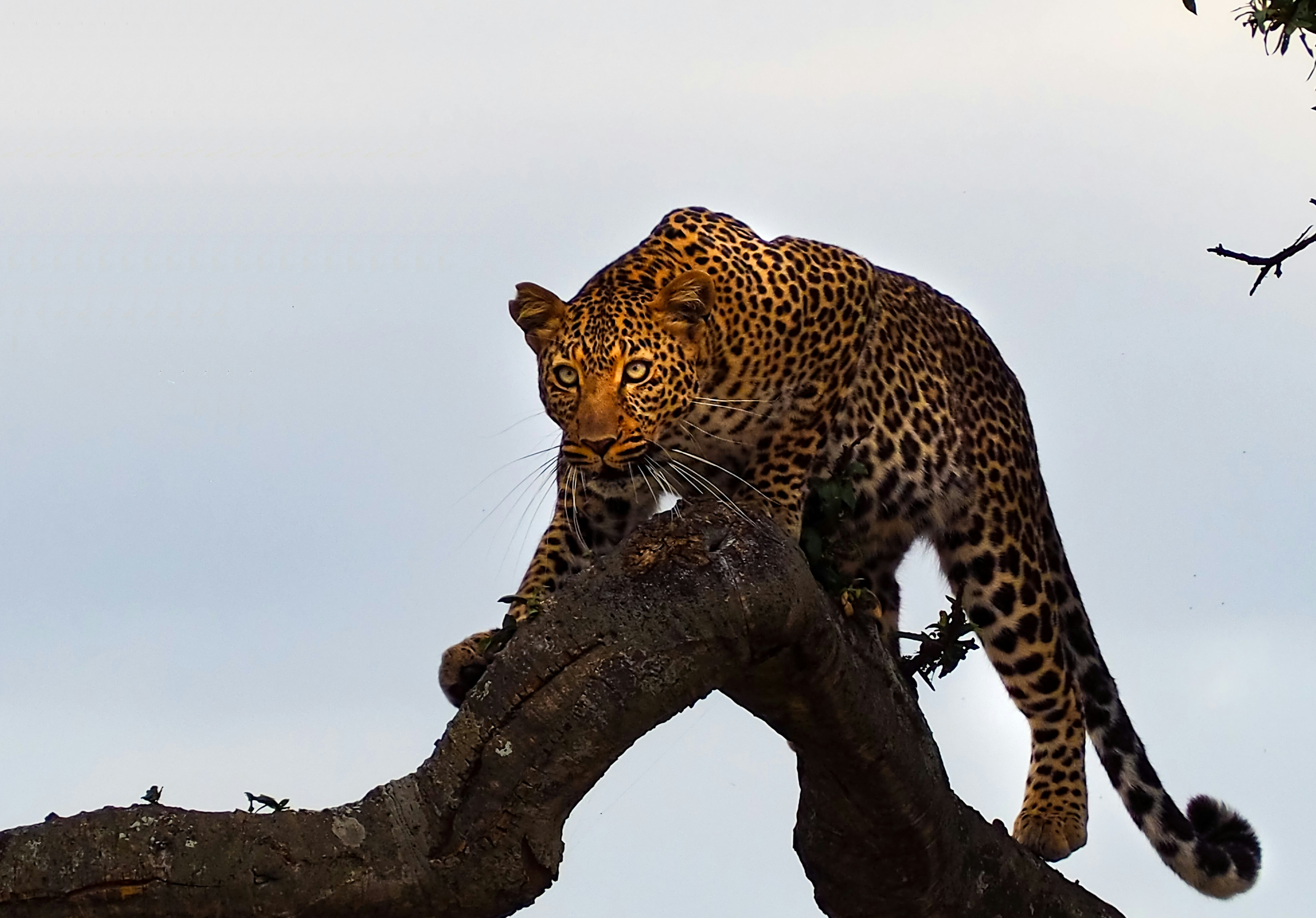 African wildlife and landscape