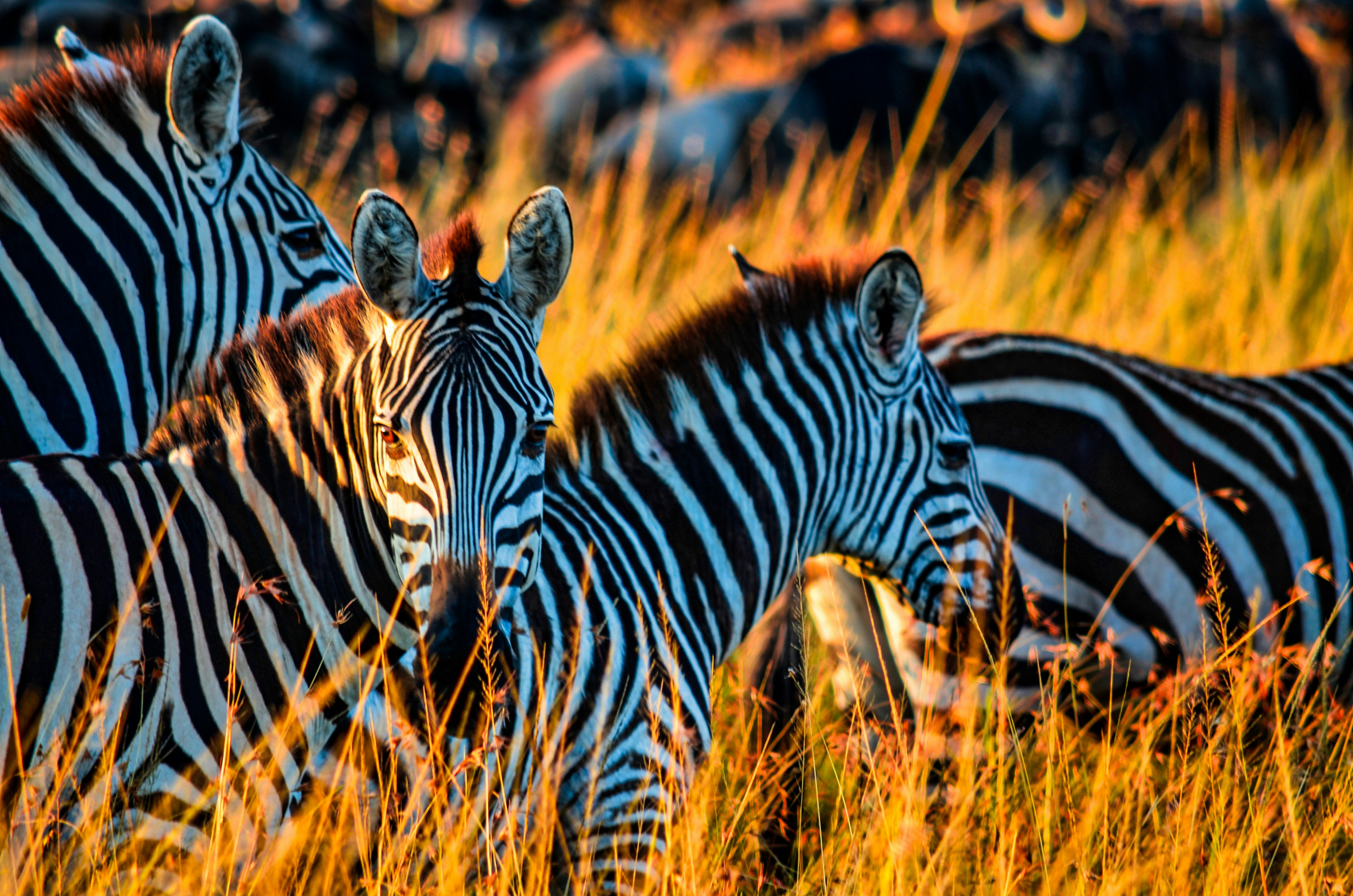 Zebra on brown grass field during daytime