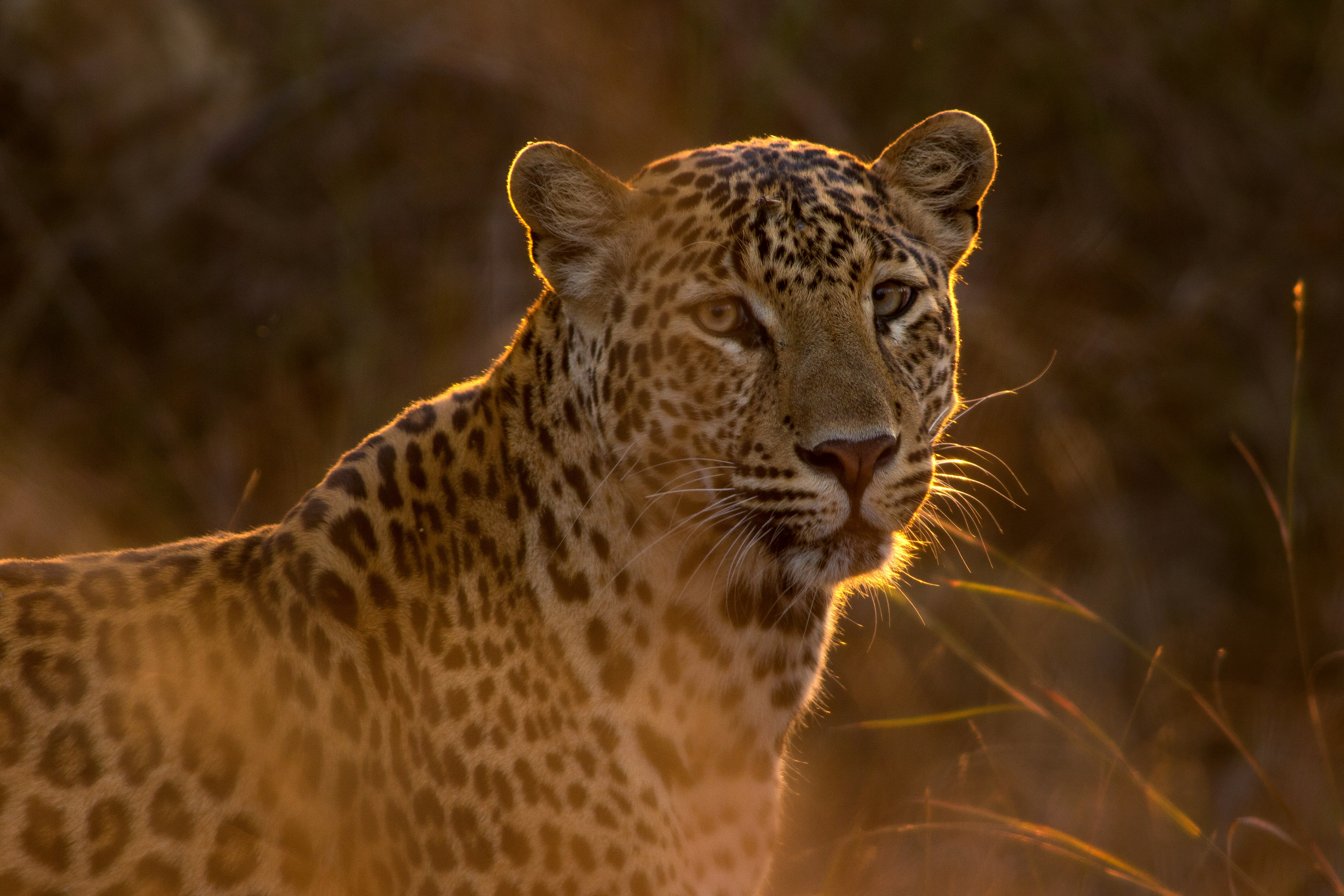 African wildlife and landscape