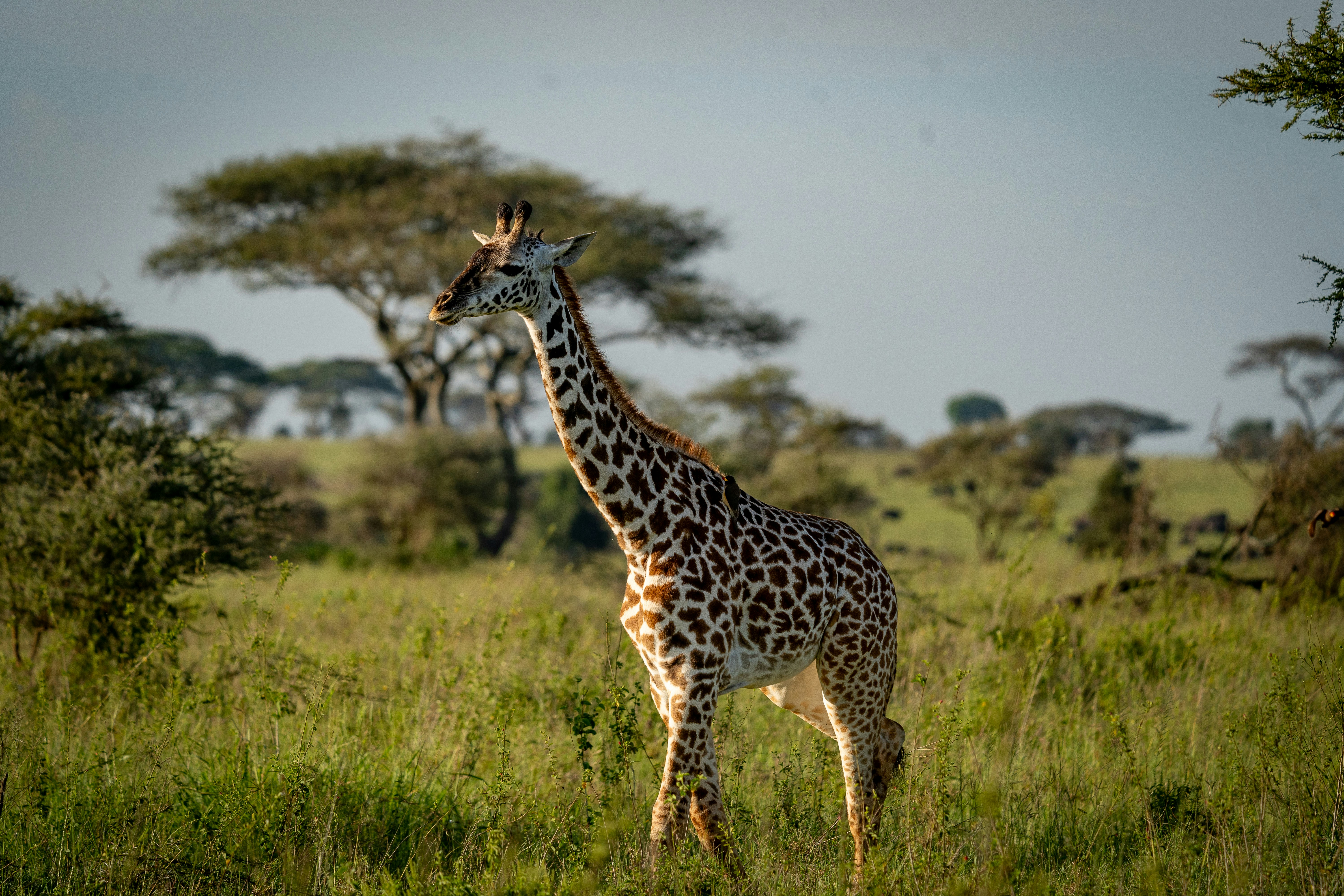 A giraffe standing in a grassy field with trees in the background
