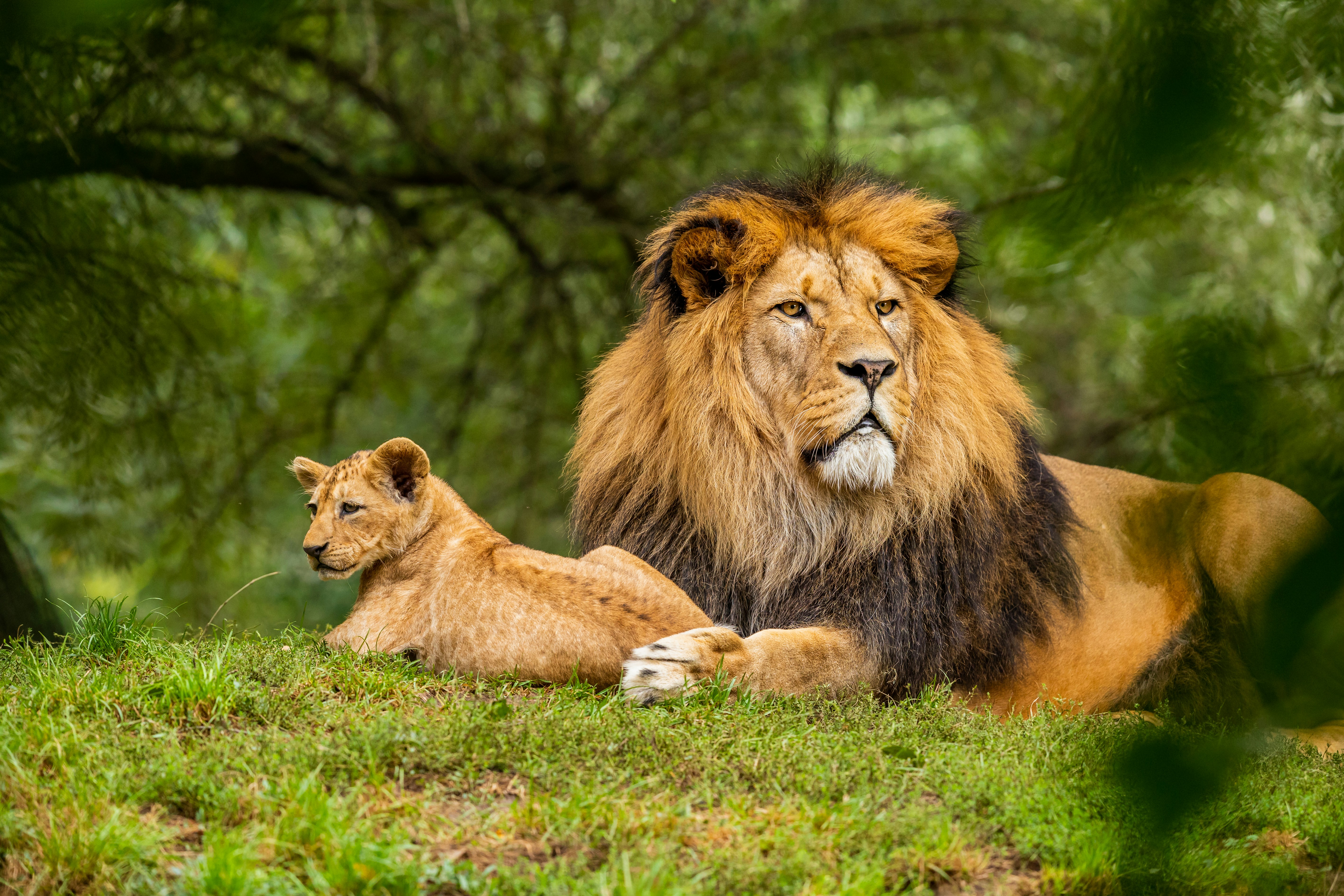 Brown lion on green grass field