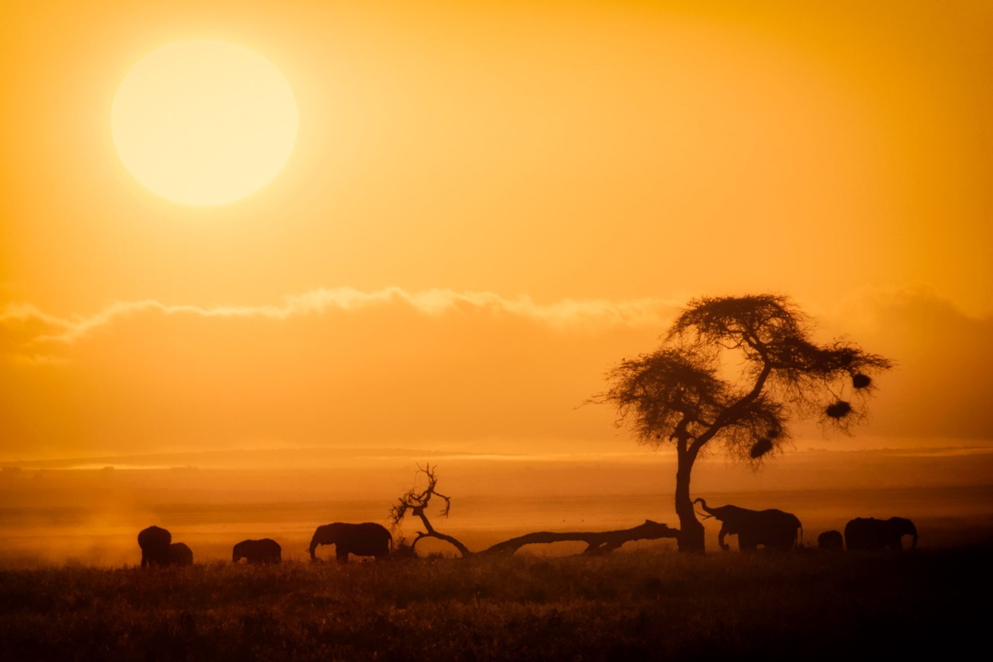Amboseli, Kenya