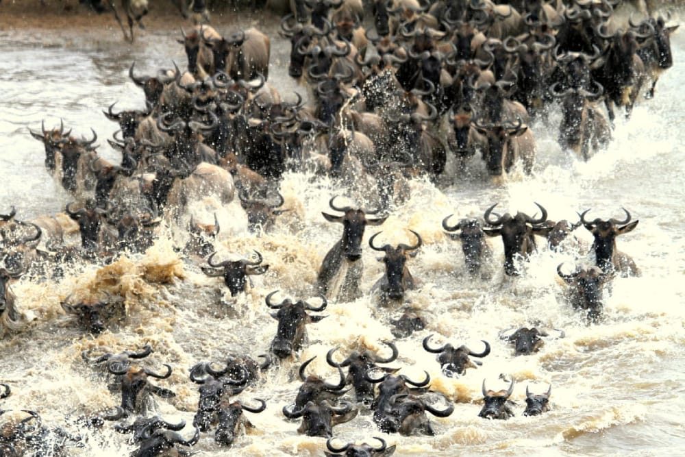 Maasai Mara, Kenya