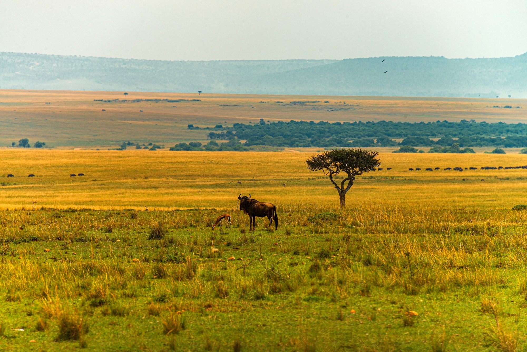 Maasai Mara, Kenya