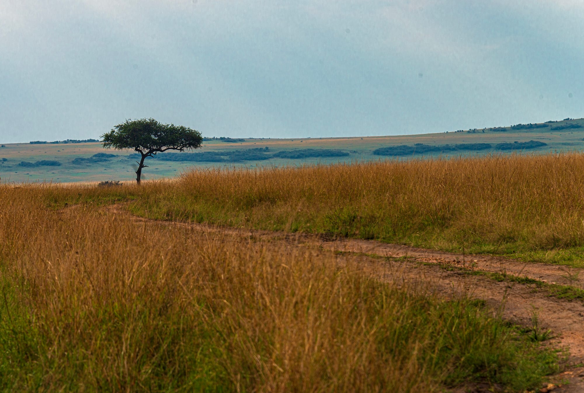 Maasai Mara, Kenya