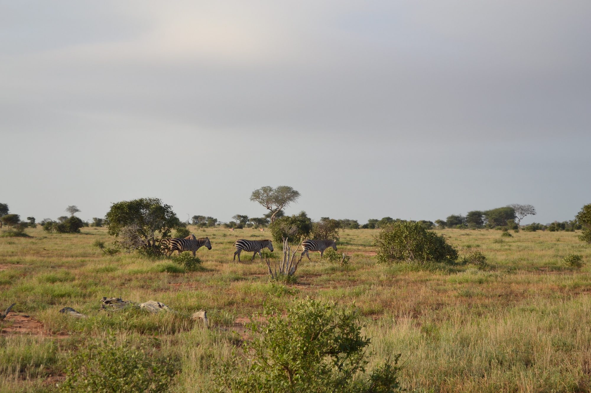 Zebra herd near the Aruba Dam, Tsavo East