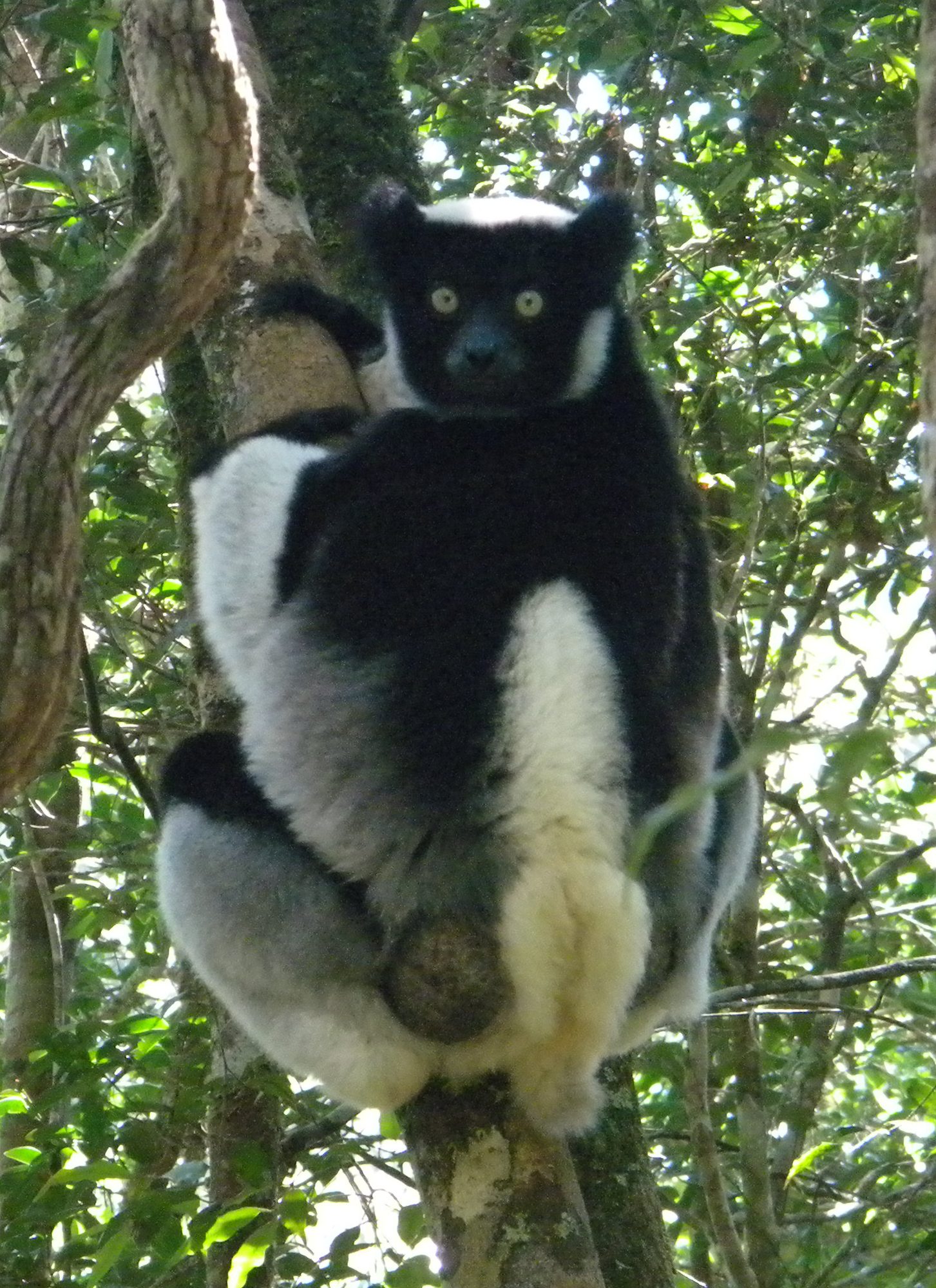 Indri, Madagascar's largest lemur