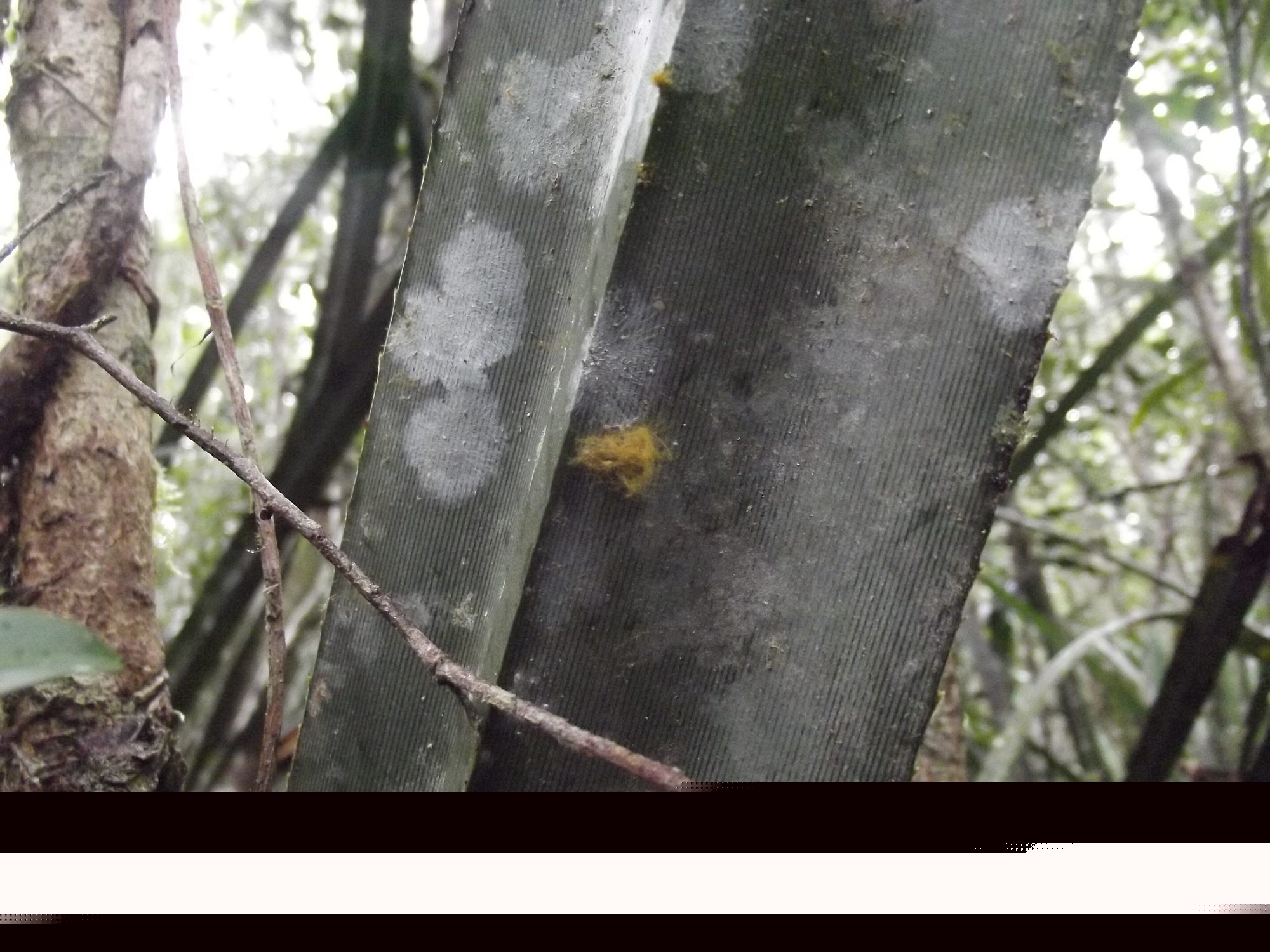 Forest detail, Andasibe-Mantadia