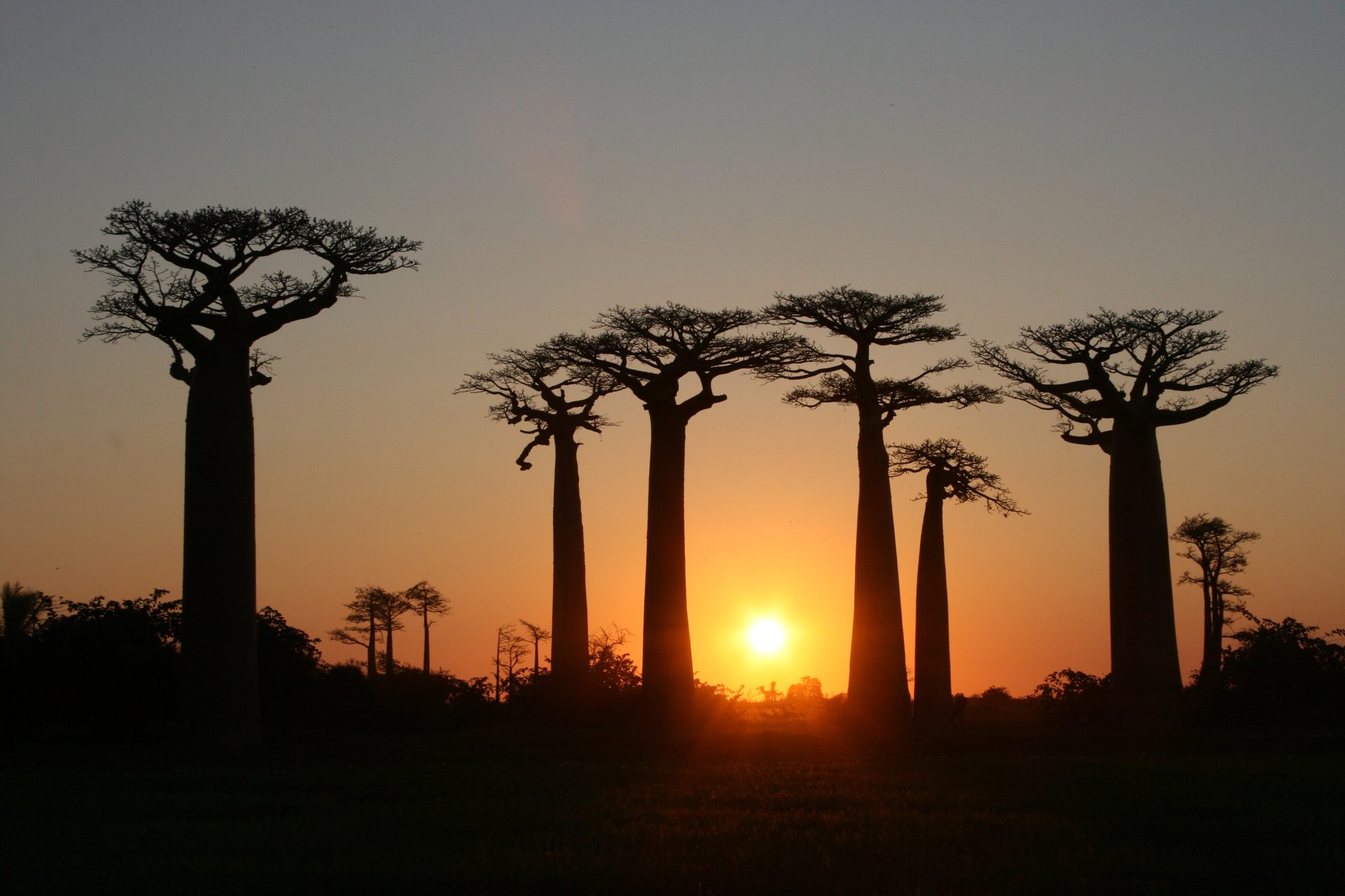 Avenue Of The Baobabs, Madagascar