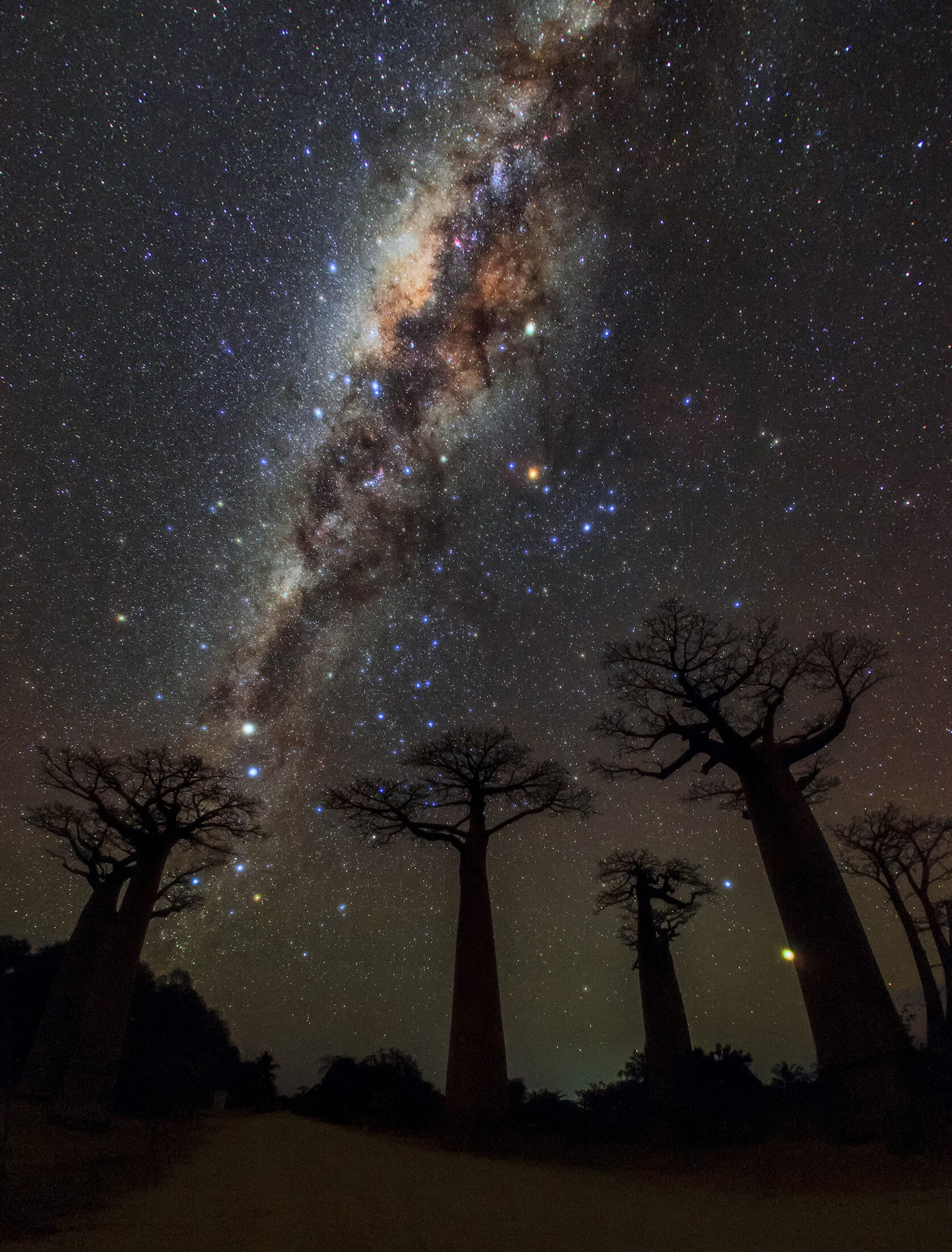 Avenue Of The Baobabs, Madagascar