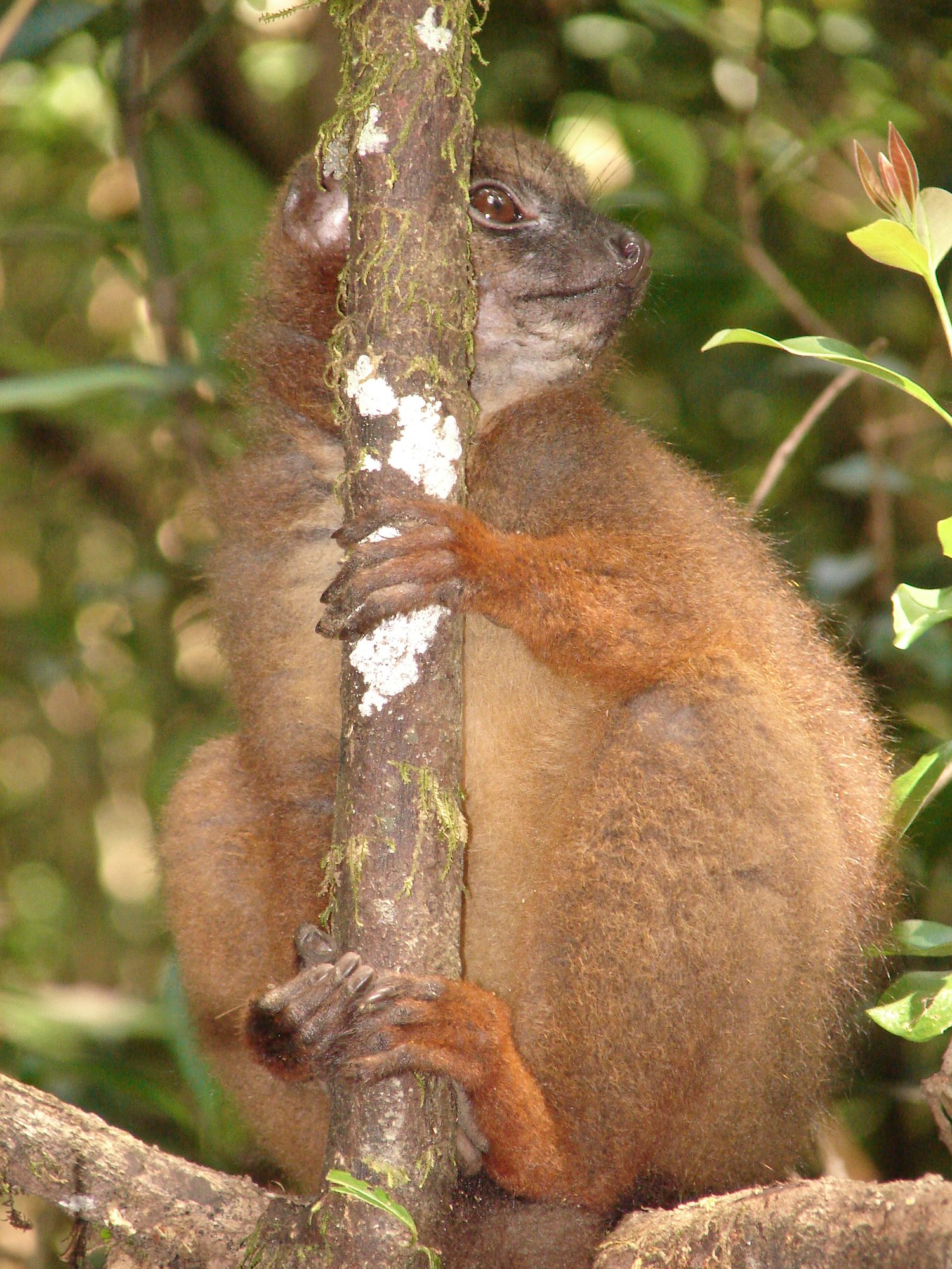 Red-bellied lemur, Ranomafana