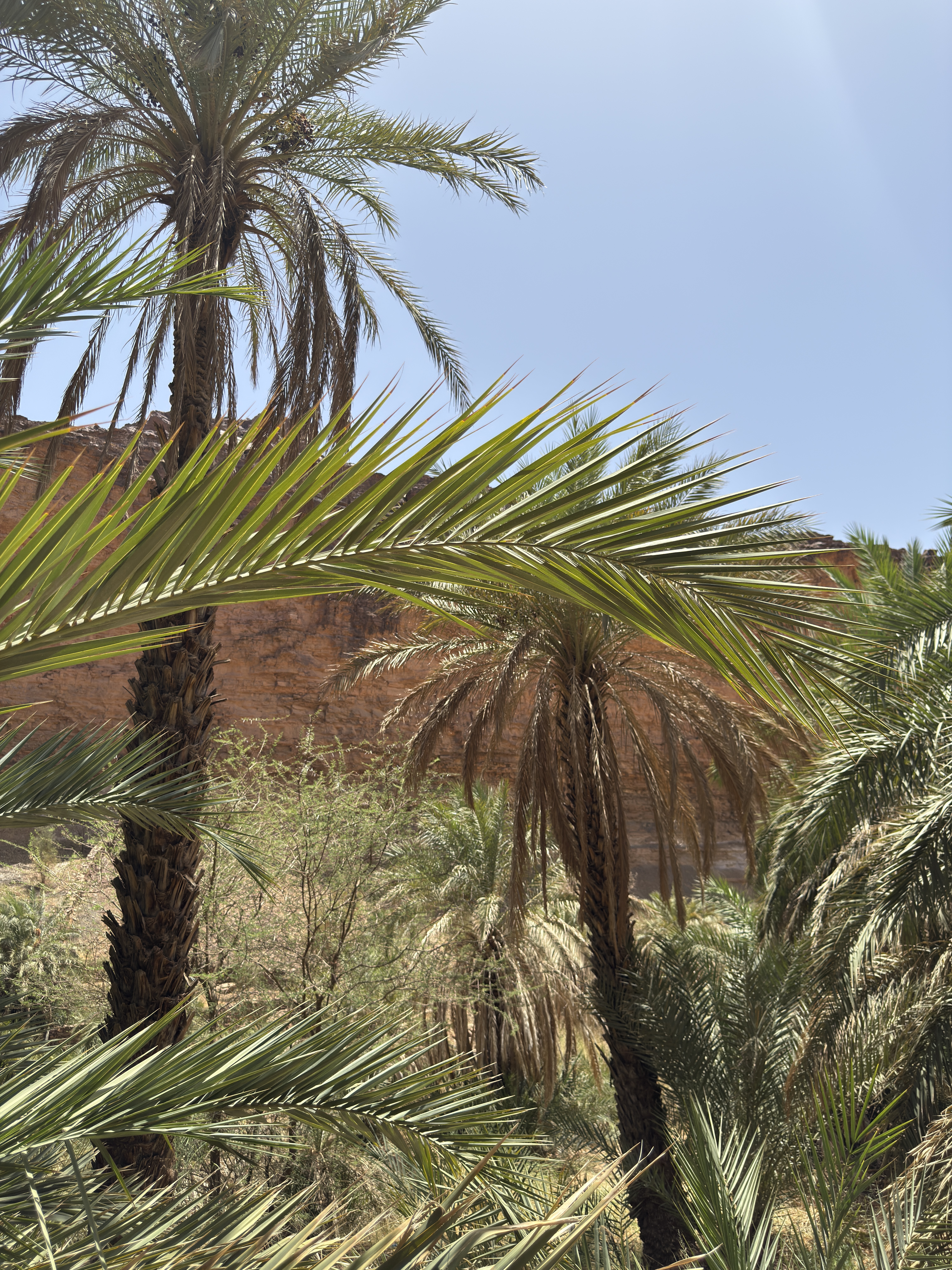 Terjit Oasis