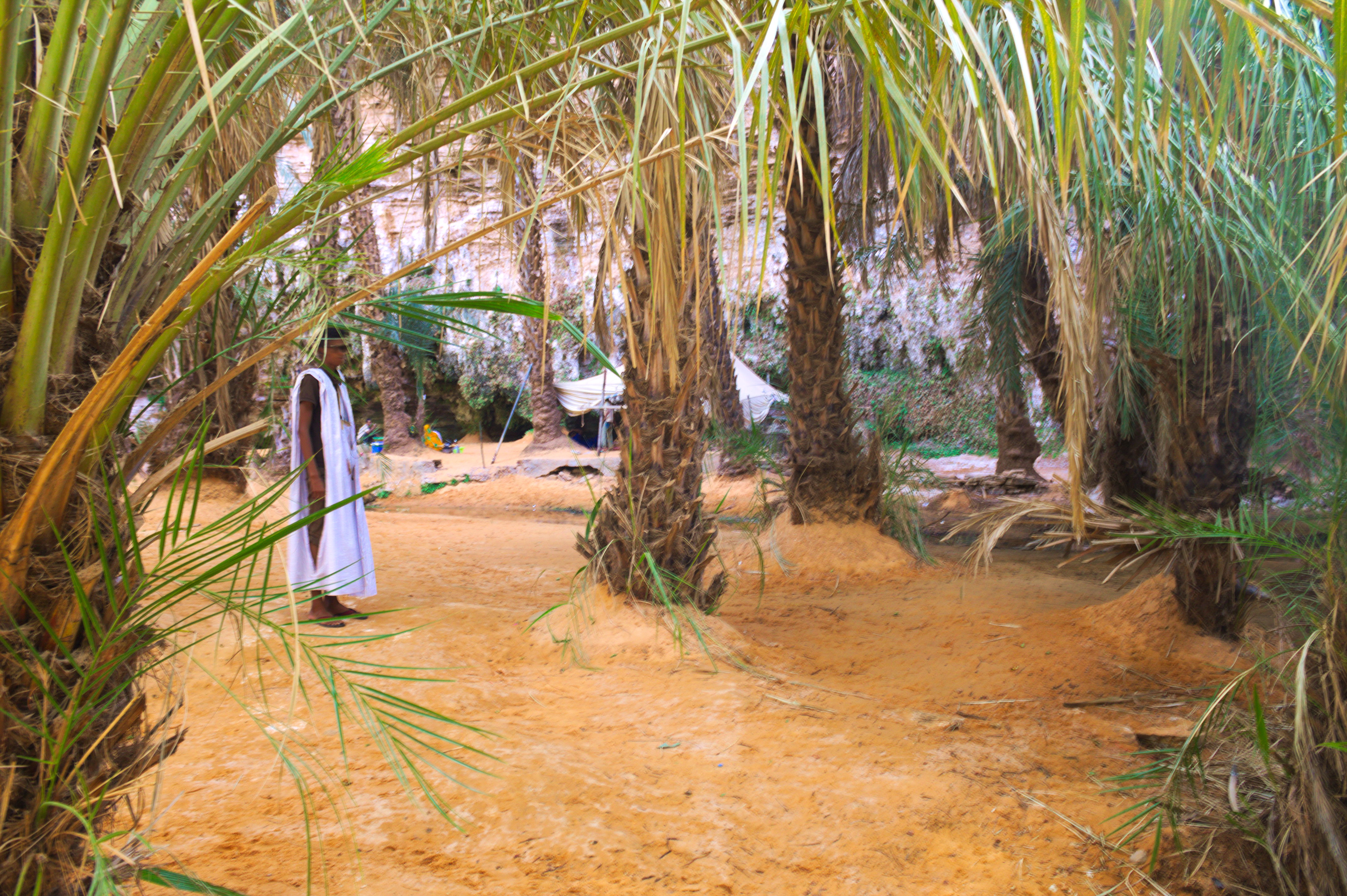 Terjit Oasis
