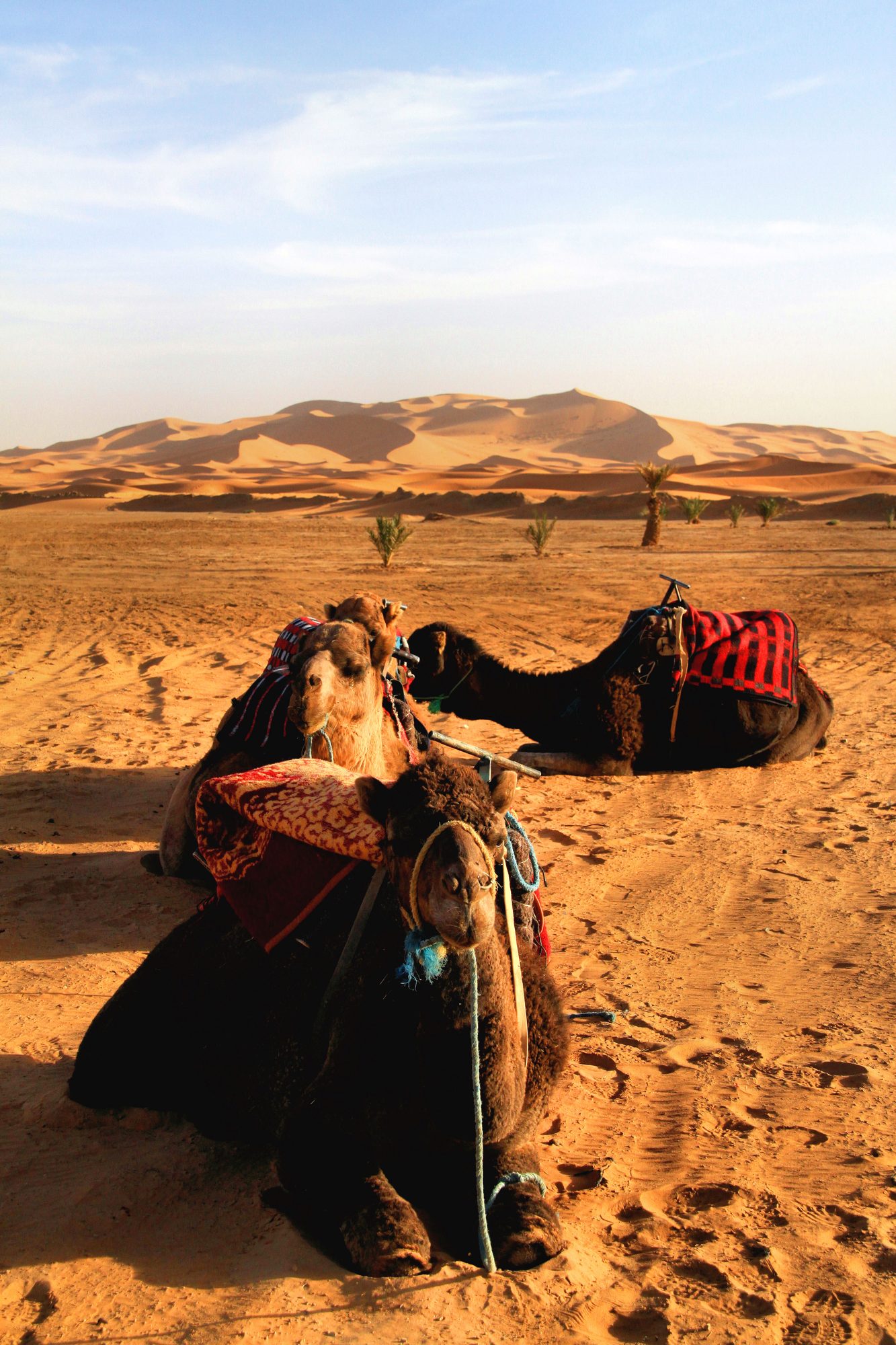 Camels crossing the Erg Chebbi dunes