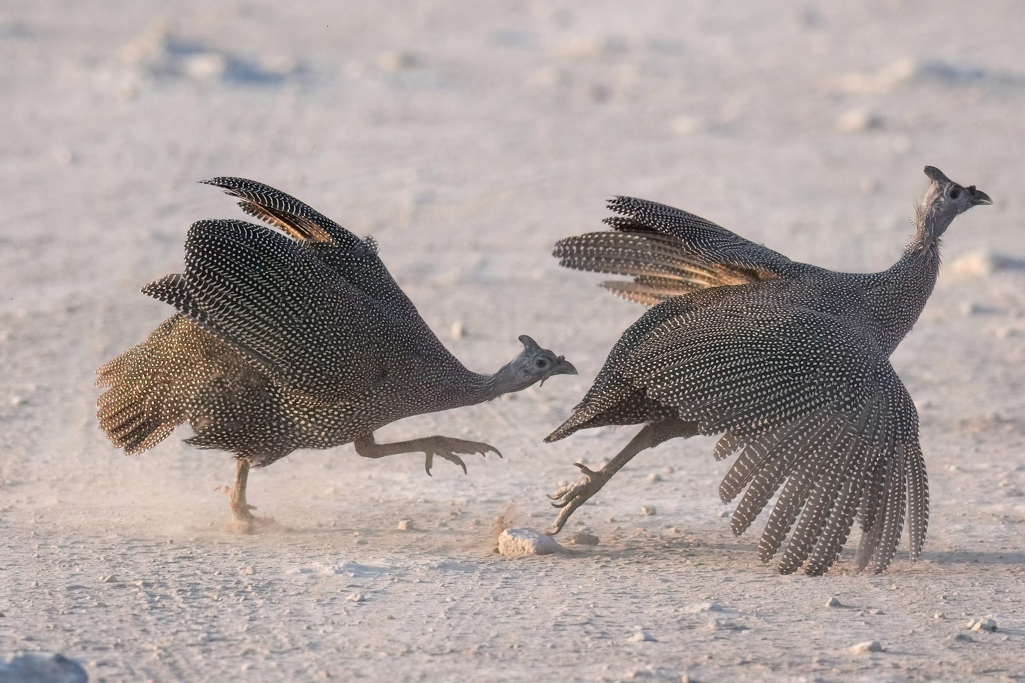 Etosha National Park, Namibia