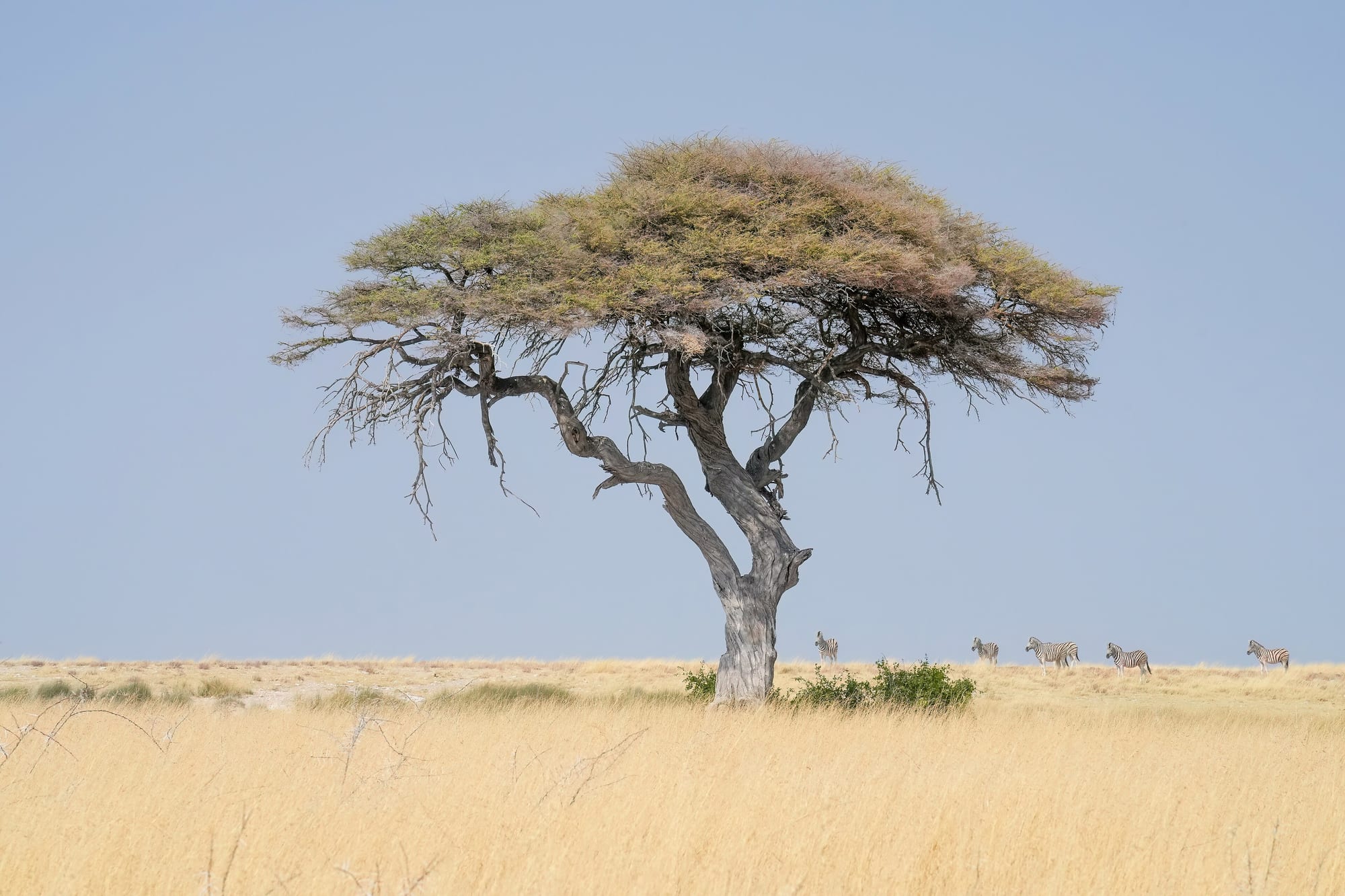 Etosha National Park, Namibia