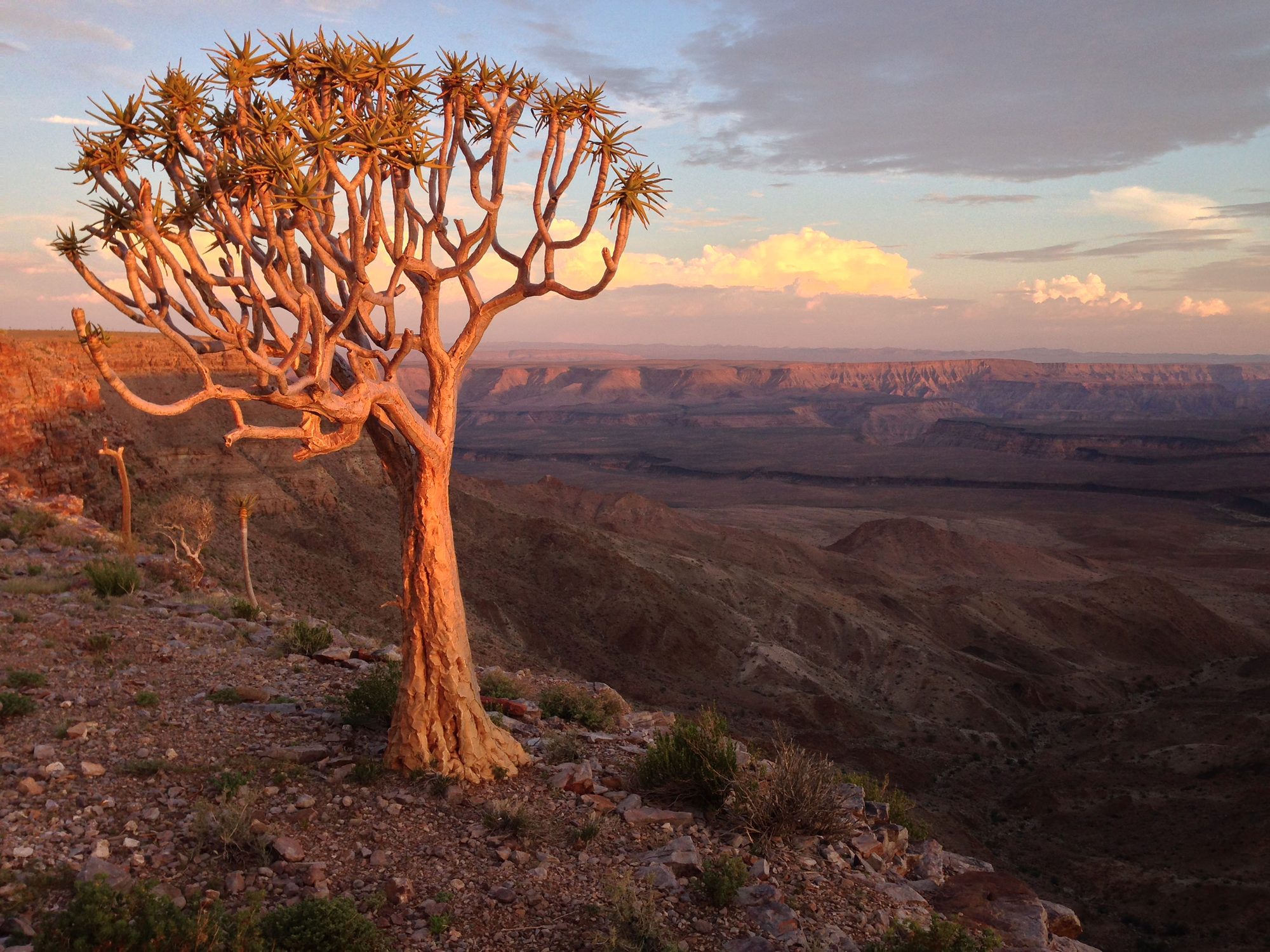 Fish River Canyon with quiver tree at sunset