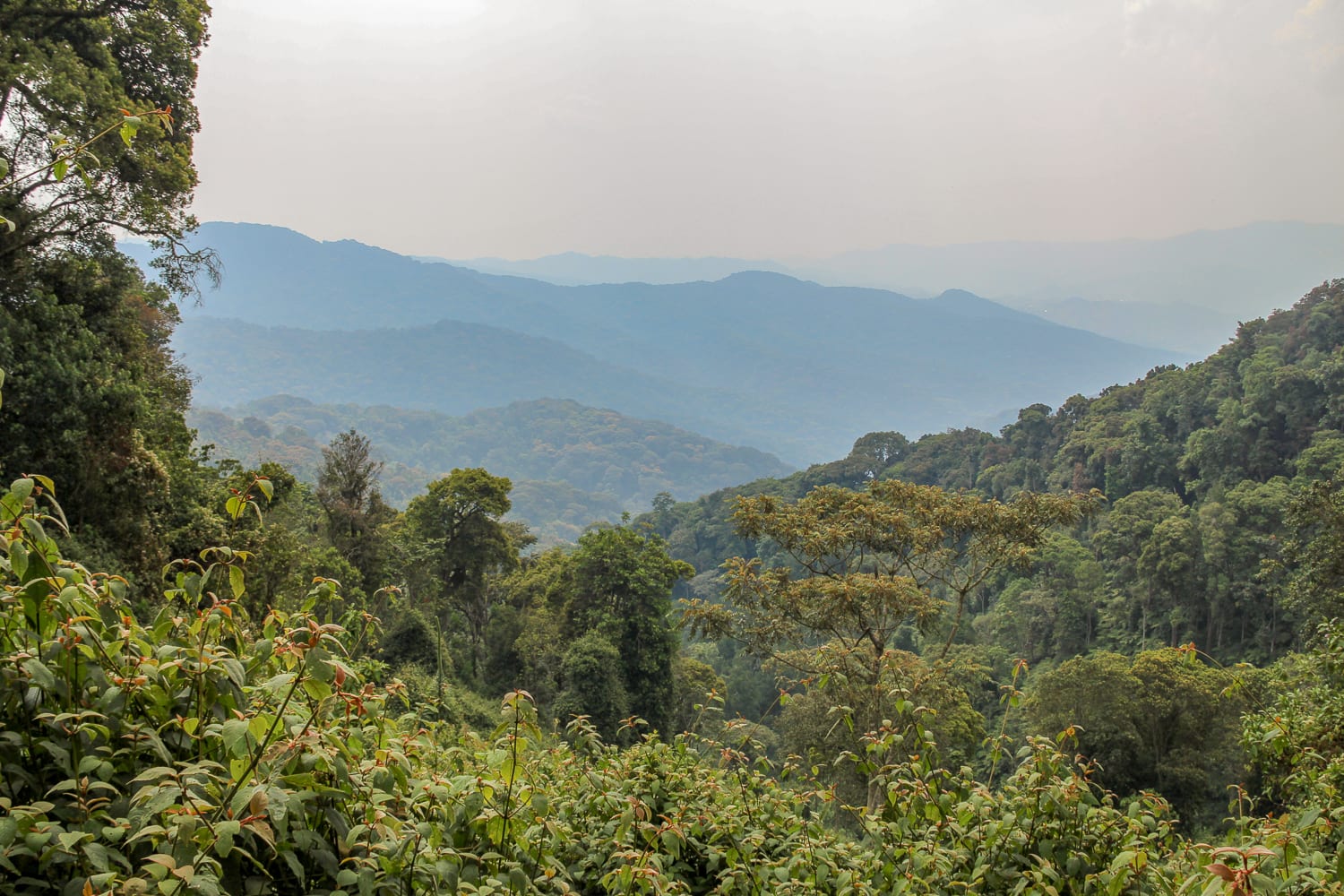 Nyungwe Forest, Rwanda