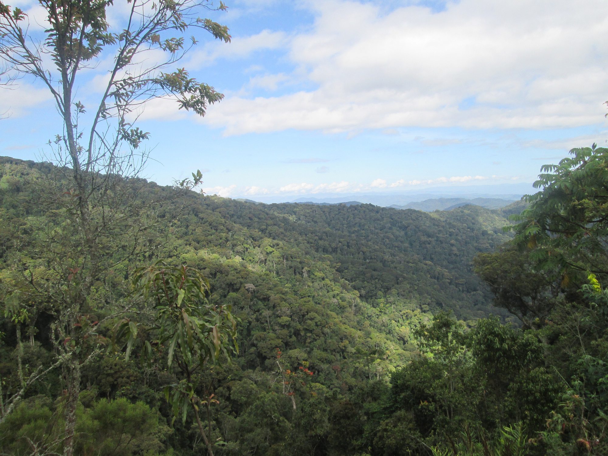 Beautiful Nyungwe forest