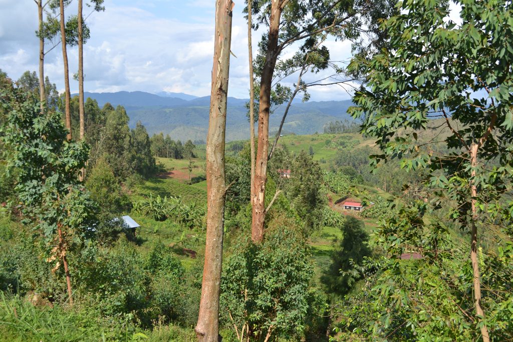 Nyungwe National Park rainforest