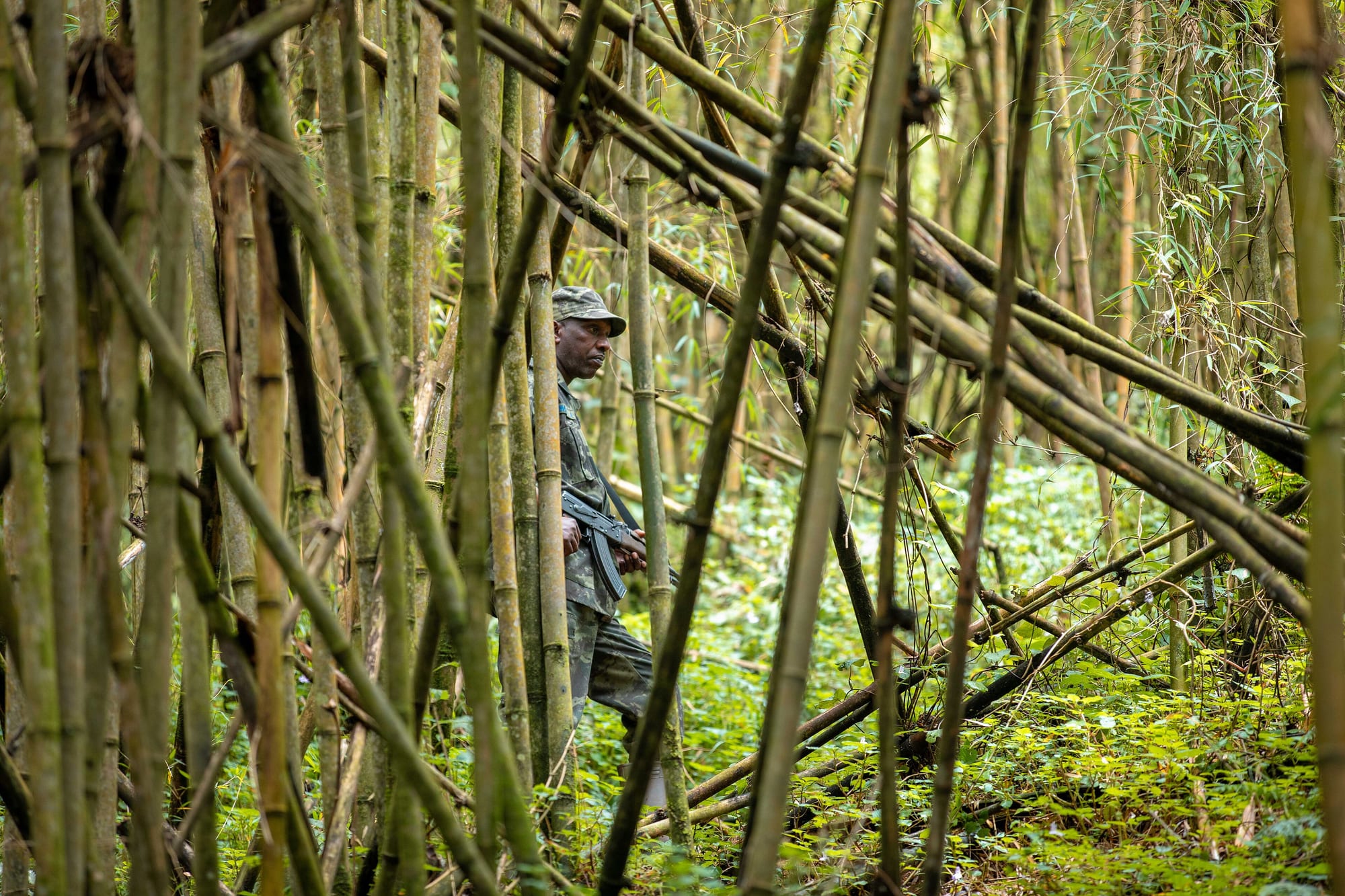 Volcanoes National Park, Rwanda