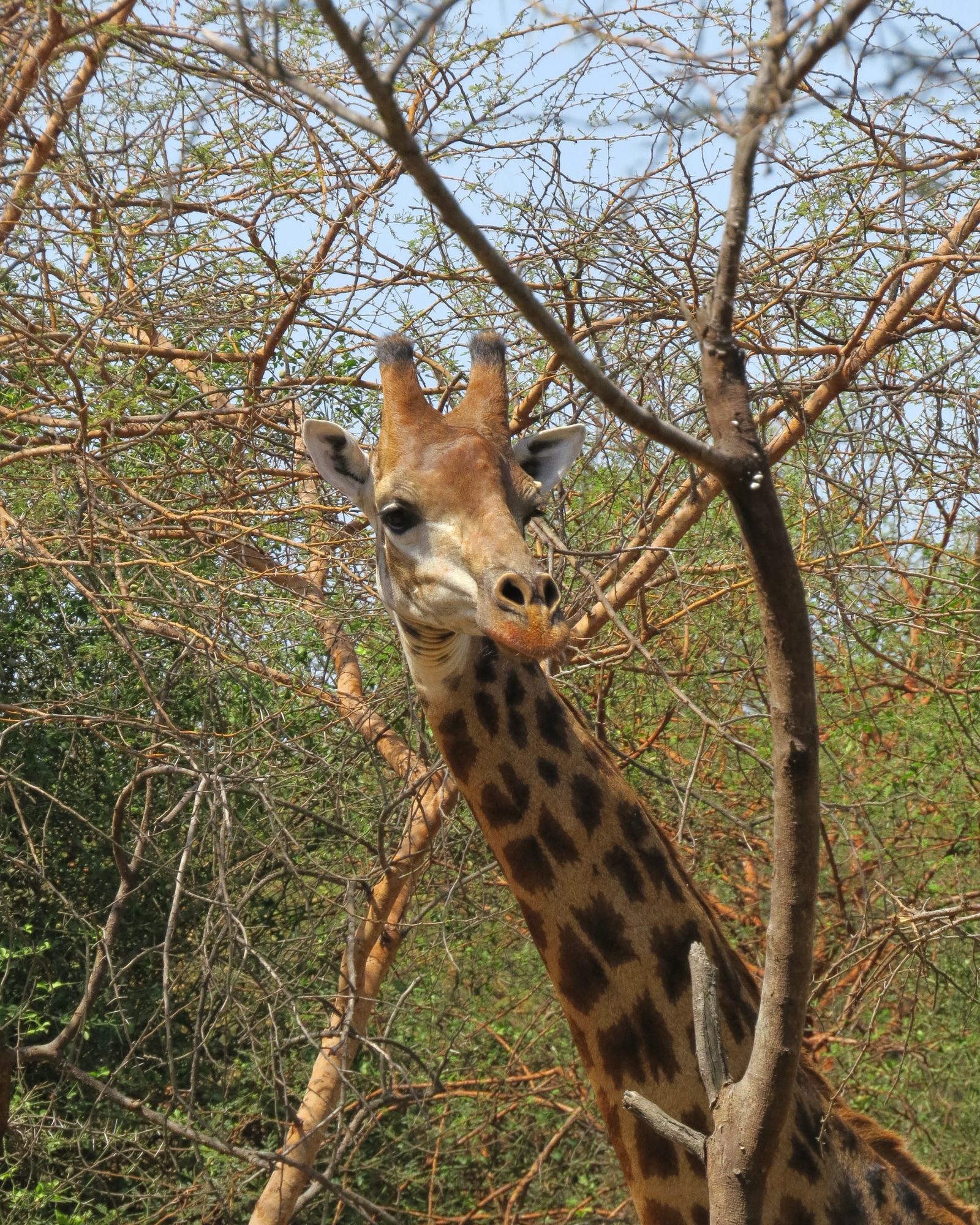 Giraffe in Bandia Reserve