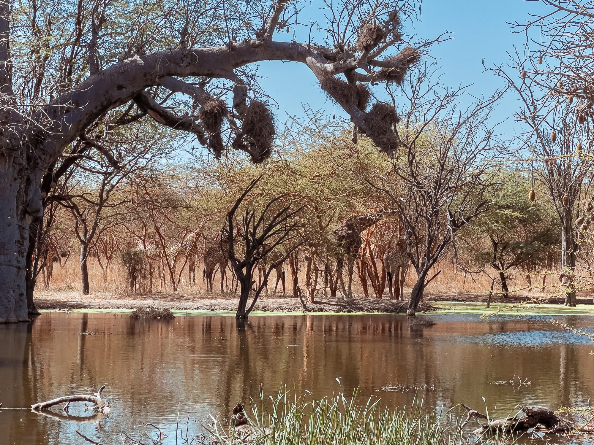 Landscape of Bandia Reserve