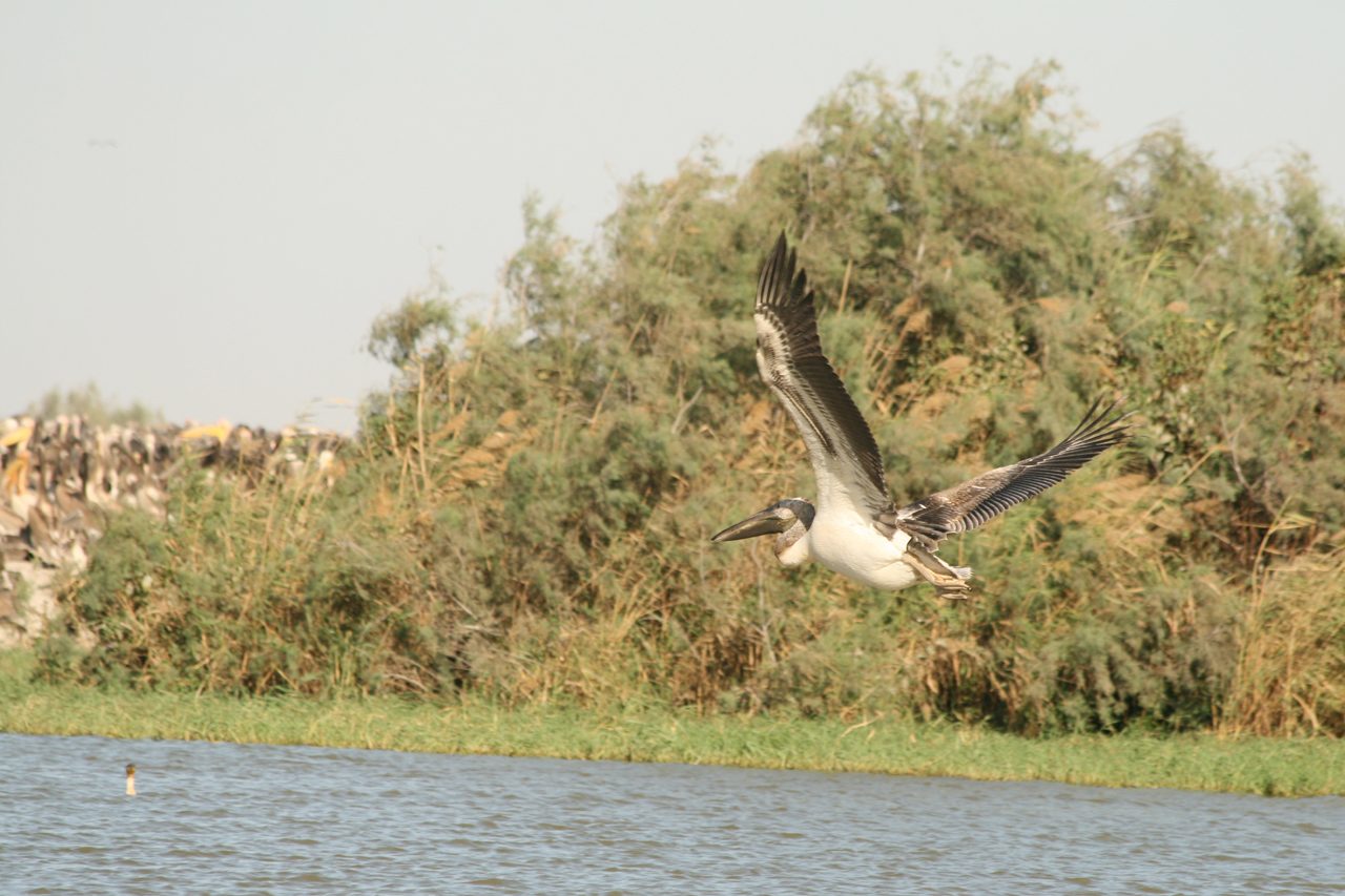 Pelicans at Djoudj