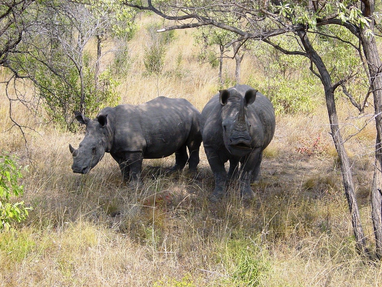 Kruger National Park, South Africa
