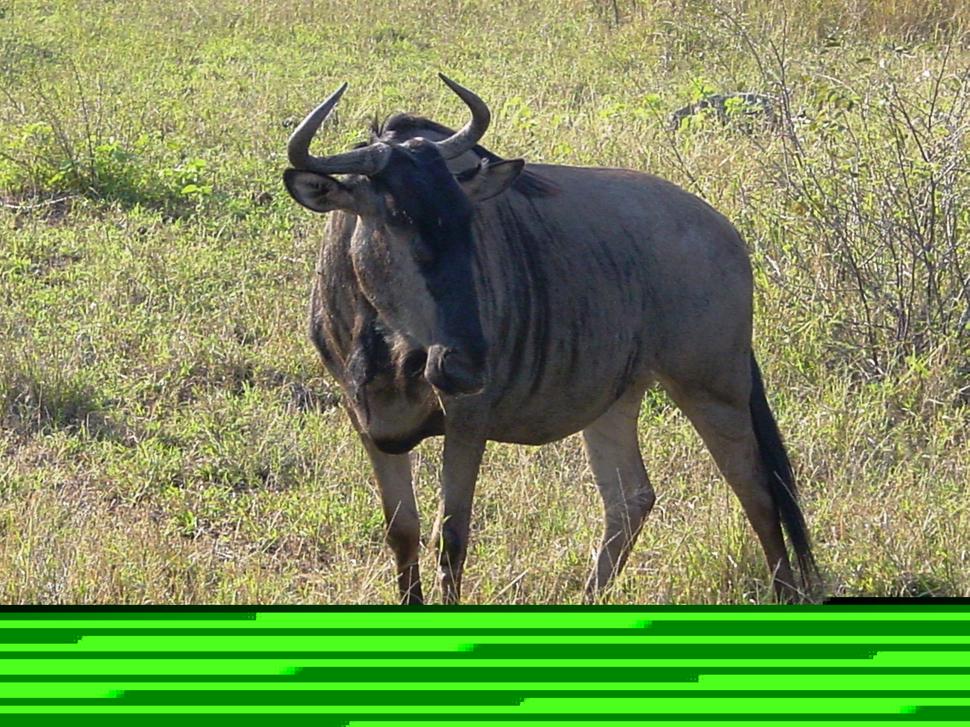 Kruger National Park, South Africa