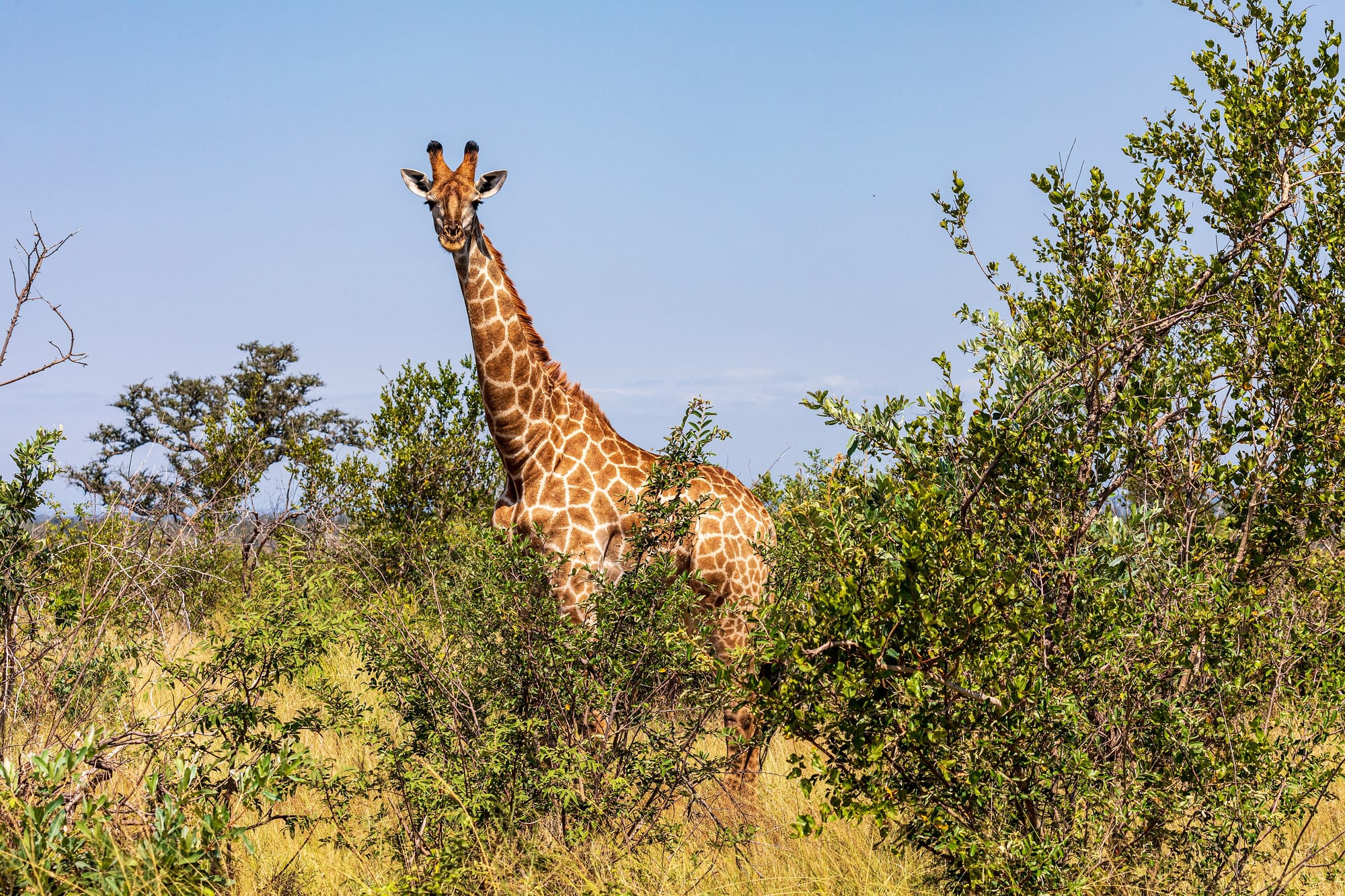 Kruger National Park, South Africa