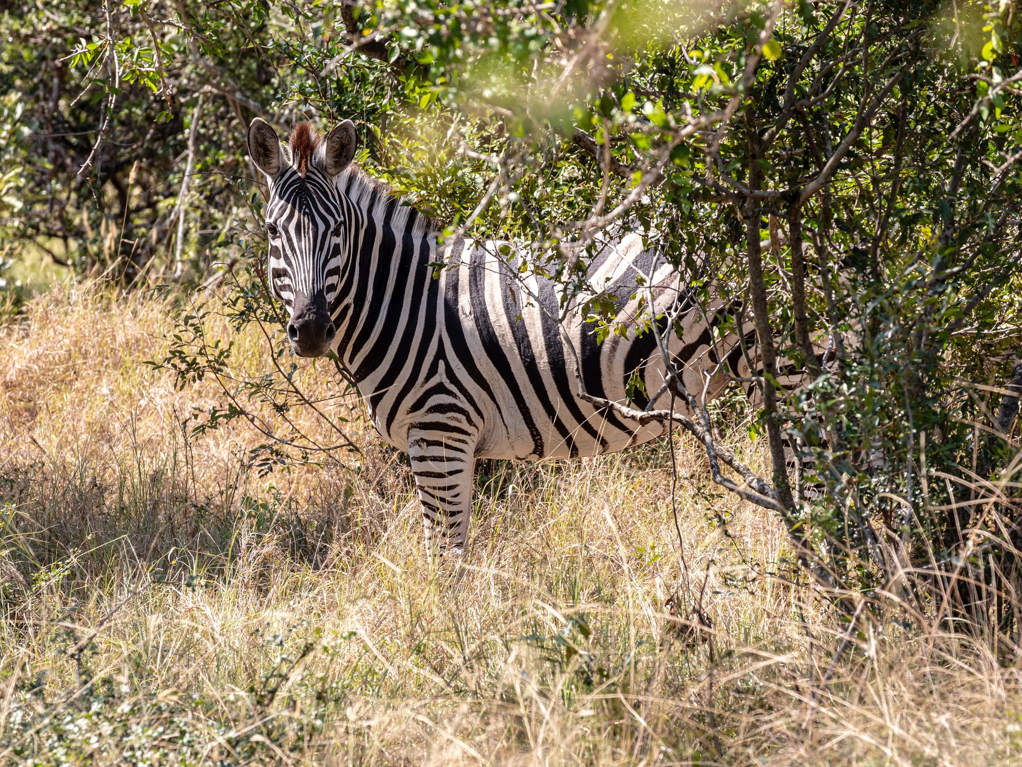 Kruger National Park, South Africa