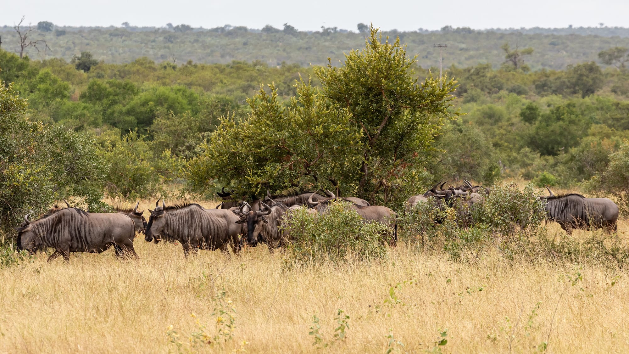 Kruger National Park, South Africa